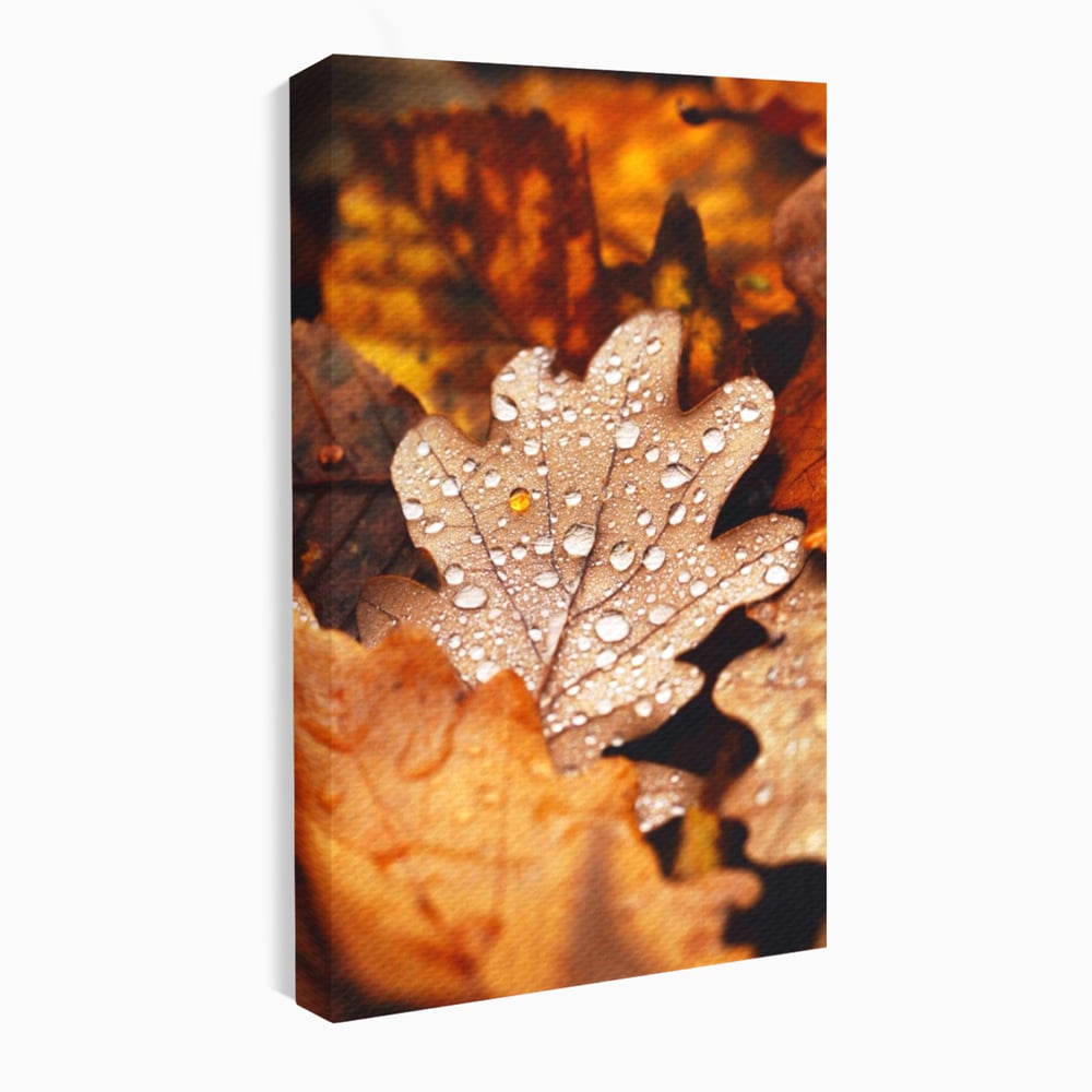Leinwand Wandkunst Leinwand Wandkunst LuxCanva® A1362, Tautropfen , Lebendig, Blatt, Eiche, Herbst, Bernstein, Natur, Lebendige Farben