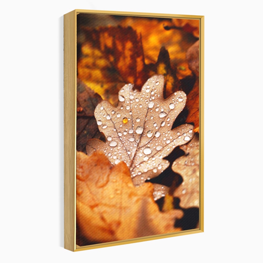 Leinwand Wandkunst Leinwand Wandkunst LuxCanva® A1362, Tautropfen , Lebendig, Blatt, Eiche, Herbst, Bernstein, Natur, Lebendige Farben