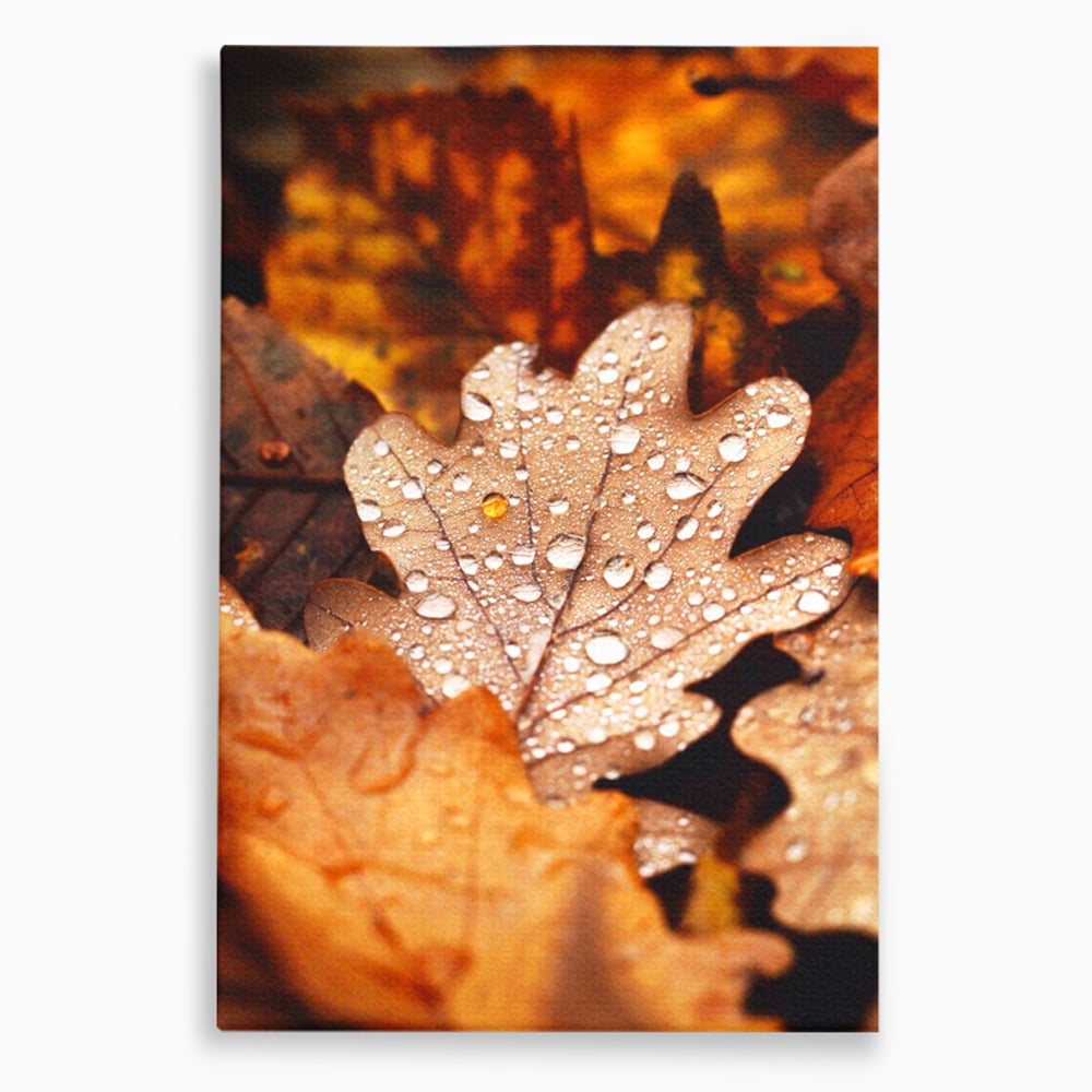 Leinwand Wandkunst Leinwand Wandkunst LuxCanva® A1362, Tautropfen , Lebendig, Blatt, Eiche, Herbst, Bernstein, Natur, Lebendige Farben