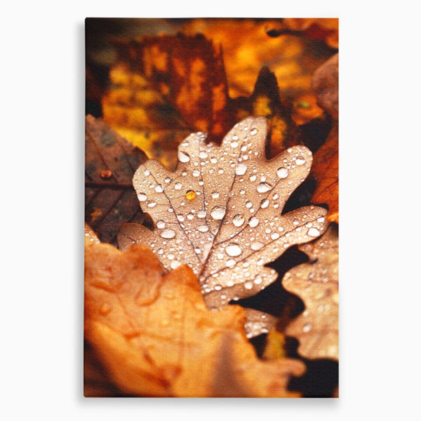 Leinwand Wandkunst Leinwand Wandkunst LuxCanva® A1362, Tautropfen , Lebendig, Blatt, Eiche, Herbst, Bernstein, Natur, Lebendige Farben