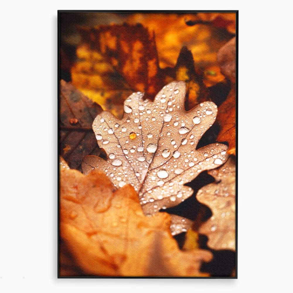 Leinwand Wandkunst Leinwand Wandkunst LuxCanva® A1362, Tautropfen , Lebendig, Blatt, Eiche, Herbst, Bernstein, Natur, Lebendige Farben