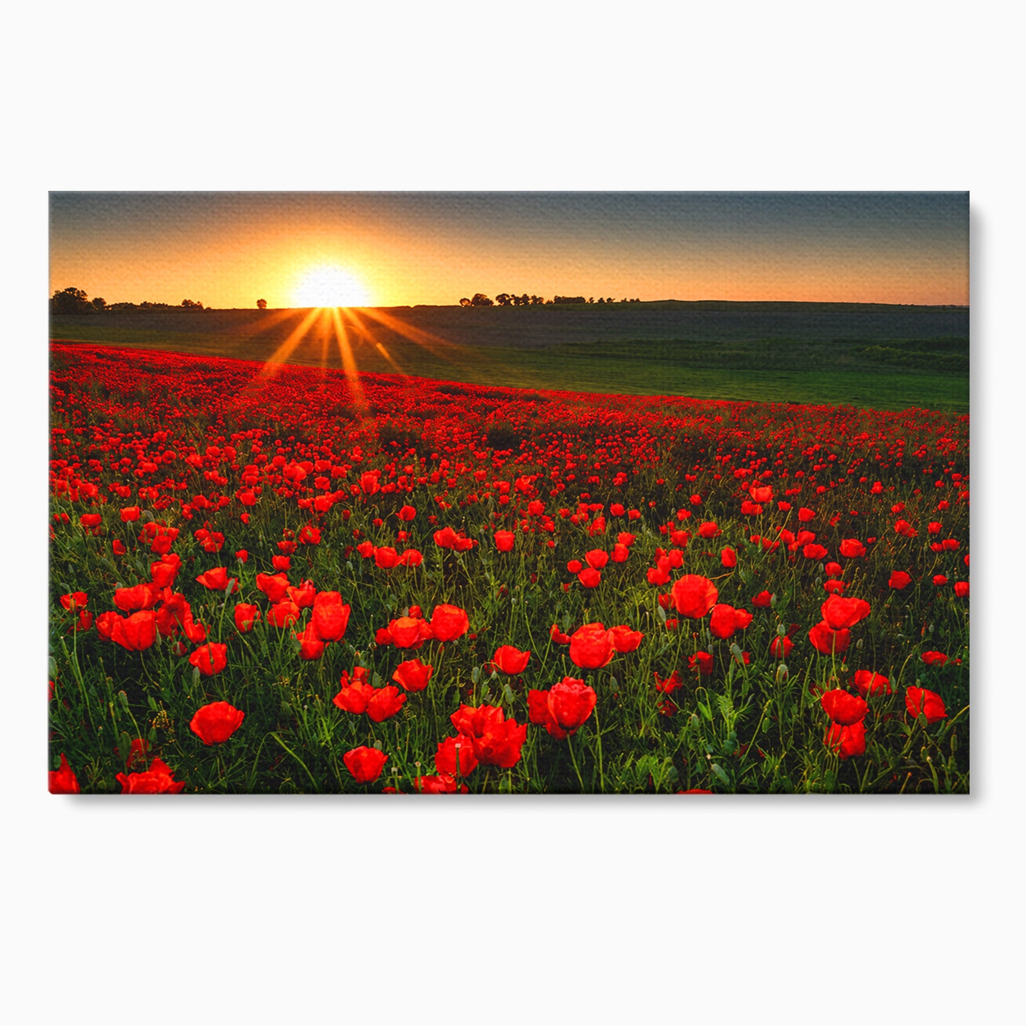 Tablou Canvas Premium LuxCanva® A1753, Camp De Maci La Apus, Maci, Apus, Natura, Peisaj, Romantic, Living, Culori Vibrante