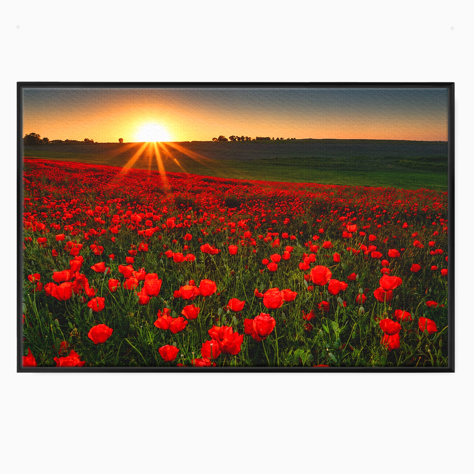 Tablou Canvas Premium LuxCanva® A1753, Camp De Maci La Apus, Maci, Apus, Natura, Peisaj, Romantic, Living, Culori Vibrante