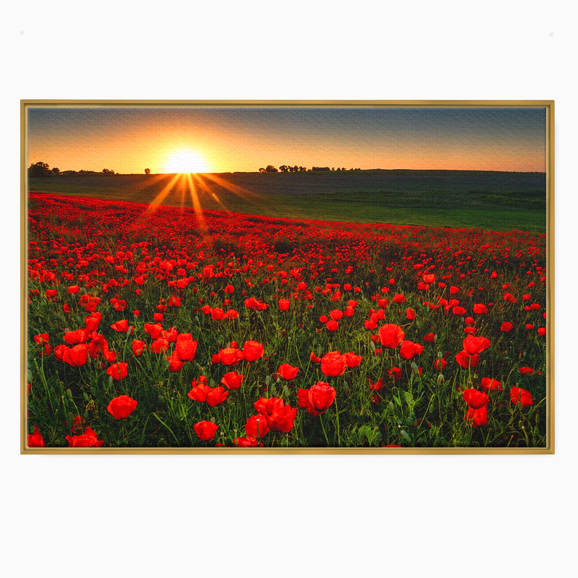 Tablou Canvas Premium LuxCanva® A1753, Camp De Maci La Apus, Maci, Apus, Natura, Peisaj, Romantic, Living, Culori Vibrante