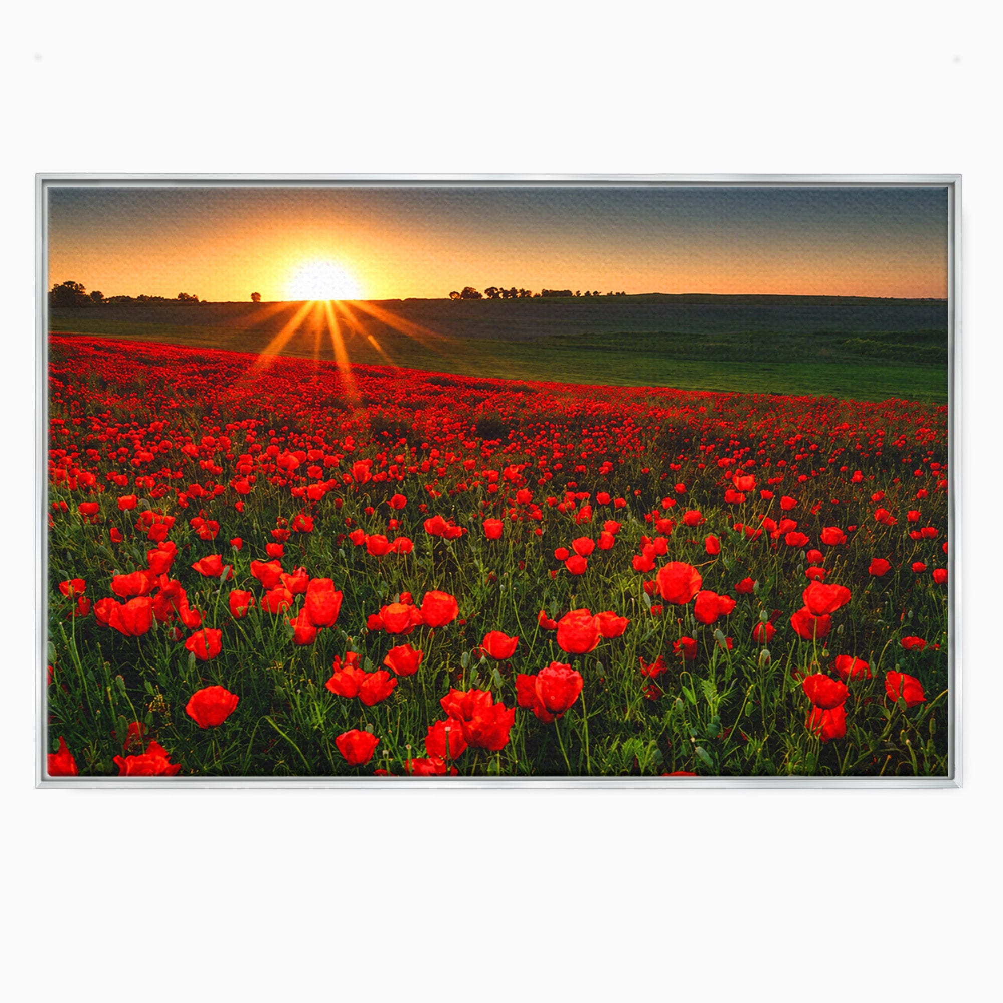 Tablou Canvas Premium LuxCanva® A1753, Camp De Maci La Apus, Maci, Apus, Natura, Peisaj, Romantic, Living, Culori Vibrante