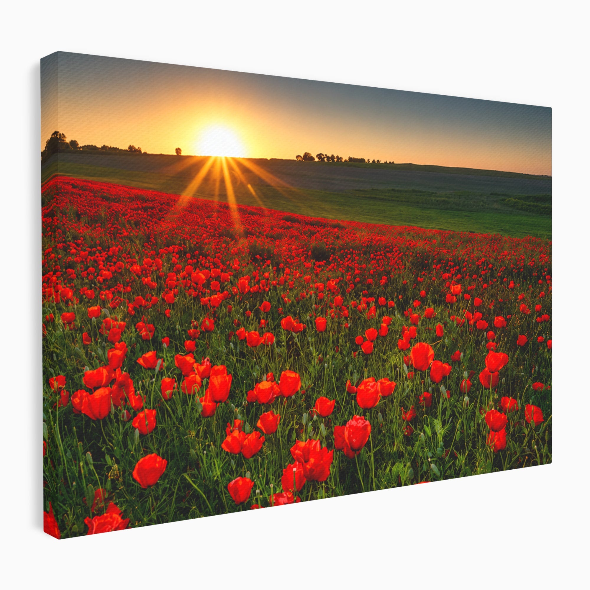 Tablou Canvas Premium LuxCanva® A1753, Camp De Maci La Apus, Maci, Apus, Natura, Peisaj, Romantic, Living, Culori Vibrante