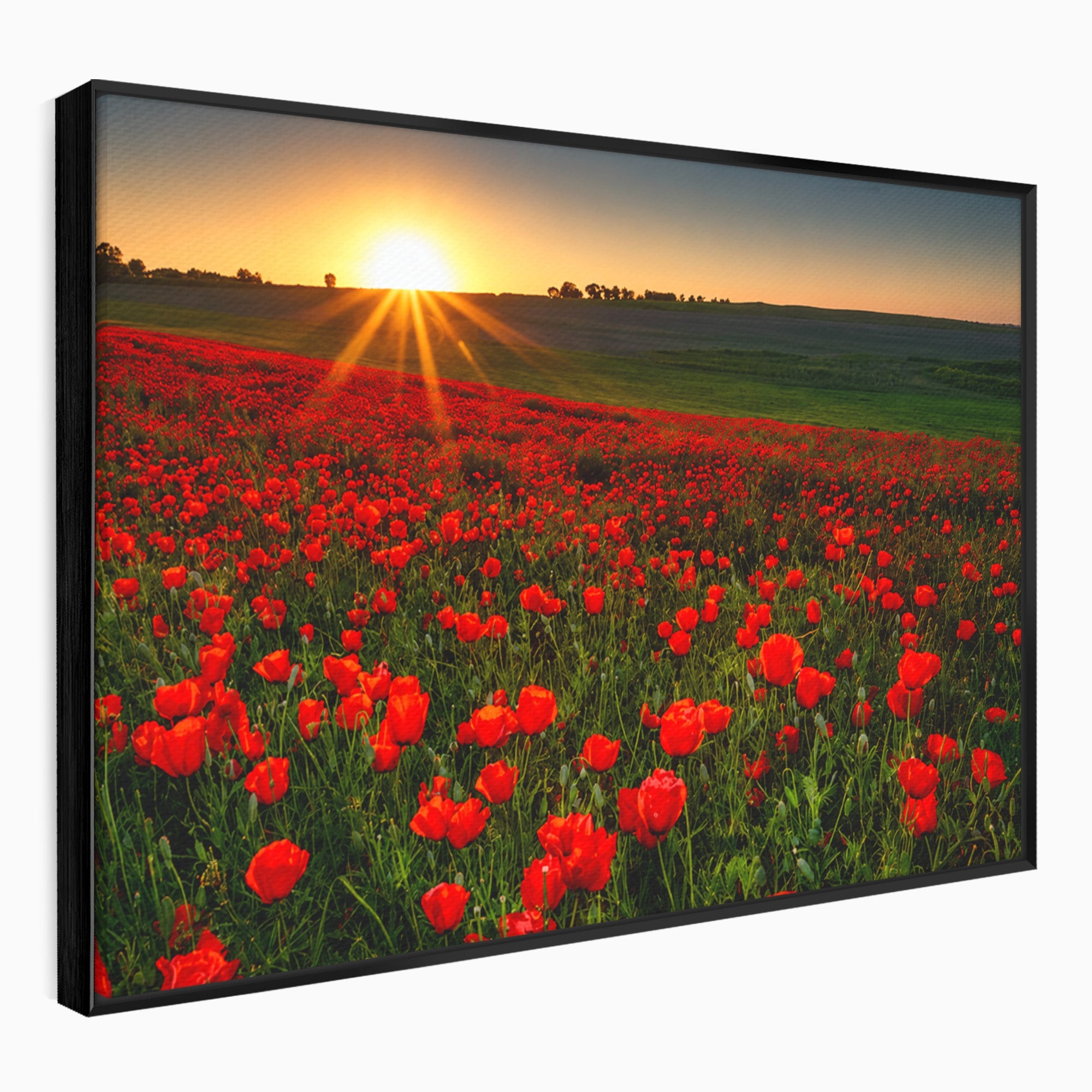 Tablou Canvas Premium LuxCanva® A1753, Camp De Maci La Apus, Maci, Apus, Natura, Peisaj, Romantic, Living, Culori Vibrante
