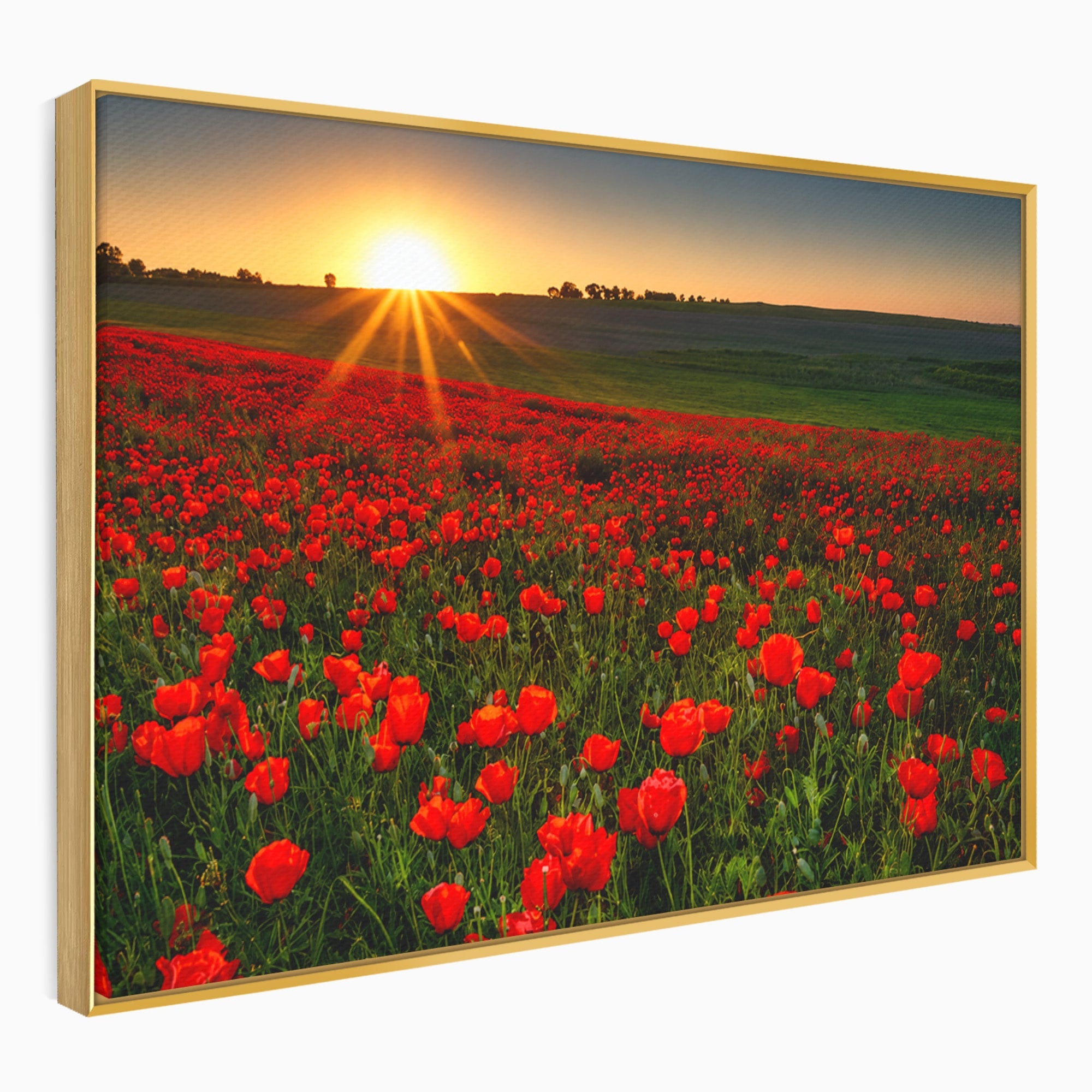 Tablou Canvas Premium LuxCanva® A1753, Camp De Maci La Apus, Maci, Apus, Natura, Peisaj, Romantic, Living, Culori Vibrante