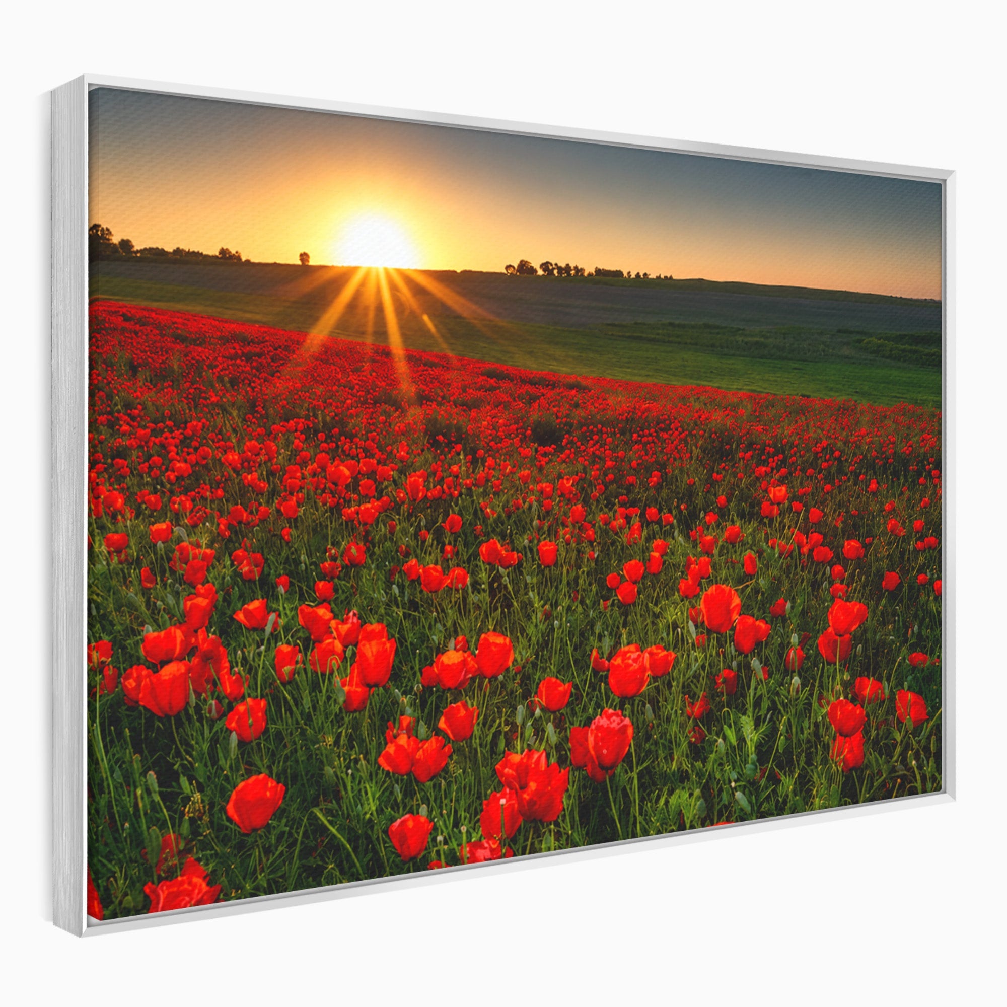 Tablou Canvas Premium LuxCanva® A1753, Camp De Maci La Apus, Maci, Apus, Natura, Peisaj, Romantic, Living, Culori Vibrante