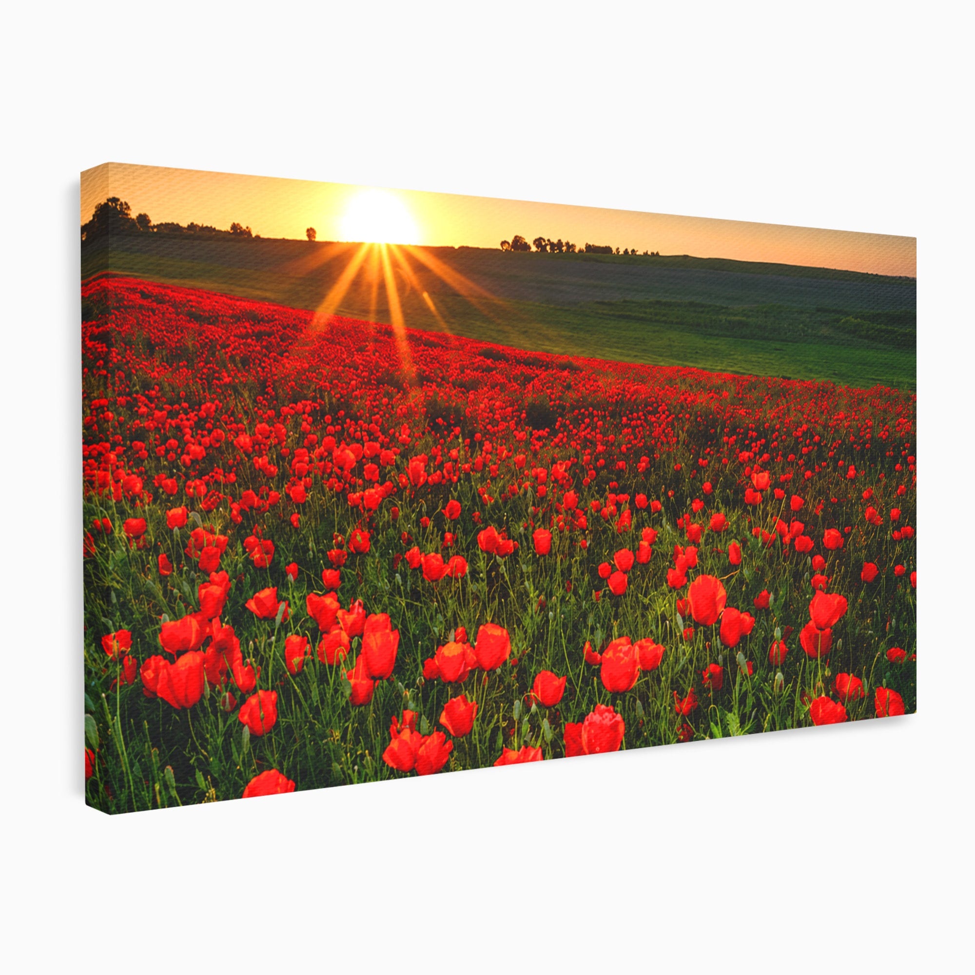 Tablou Canvas Premium LuxCanva® A1753, Camp De Maci La Apus, Maci, Apus, Natura, Peisaj, Romantic, Living, Culori Vibrante