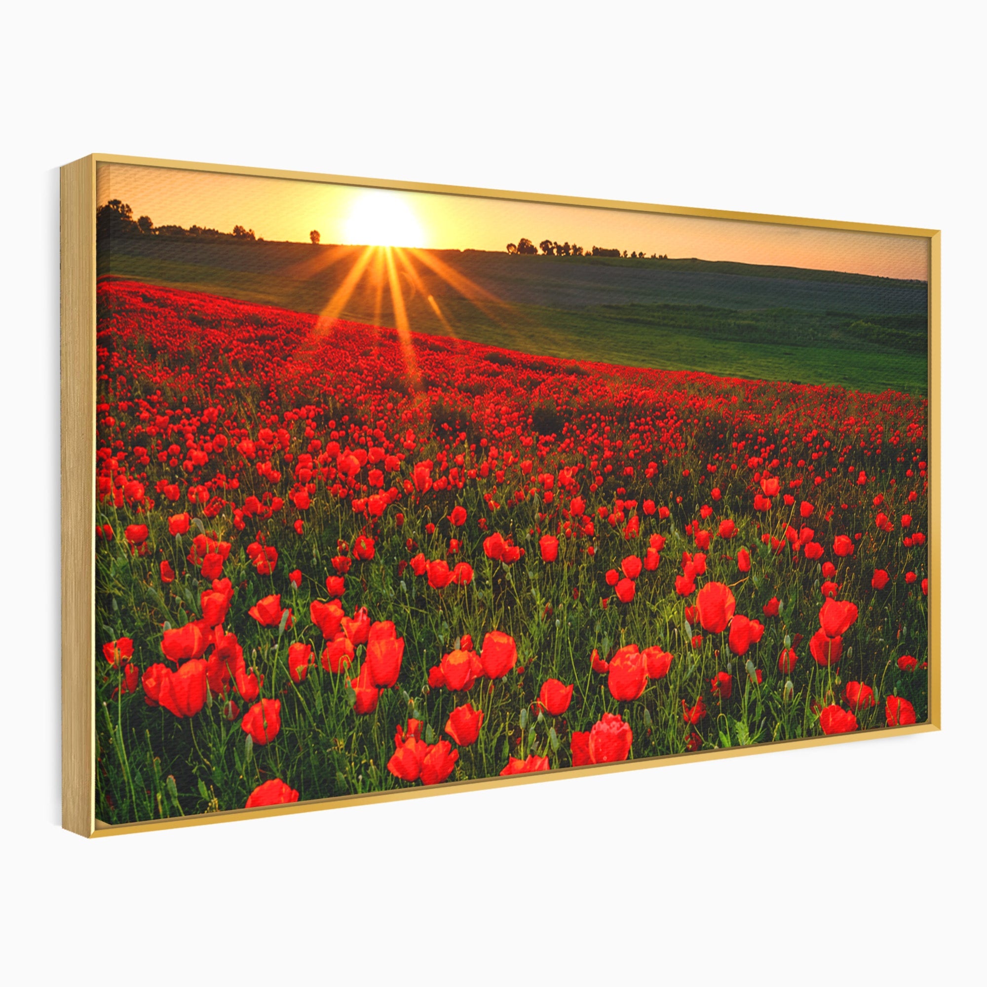 Tablou Canvas Premium LuxCanva® A1753, Camp De Maci La Apus, Maci, Apus, Natura, Peisaj, Romantic, Living, Culori Vibrante