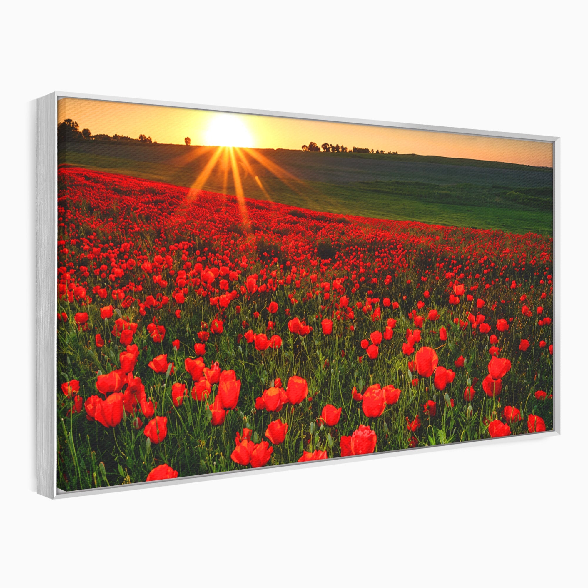 Tablou Canvas Premium LuxCanva® A1753, Camp De Maci La Apus, Maci, Apus, Natura, Peisaj, Romantic, Living, Culori Vibrante