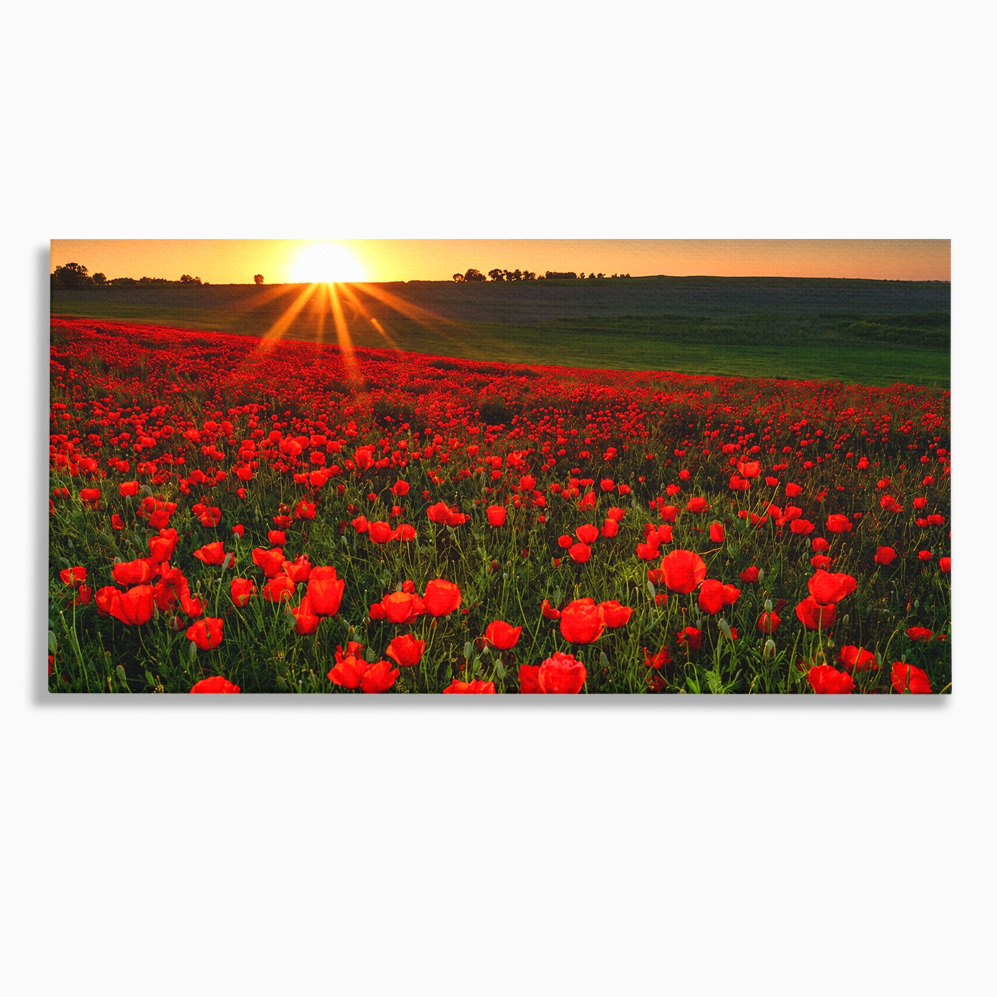 Tablou Canvas Premium LuxCanva® A1753, Camp De Maci La Apus, Maci, Apus, Natura, Peisaj, Romantic, Living, Culori Vibrante