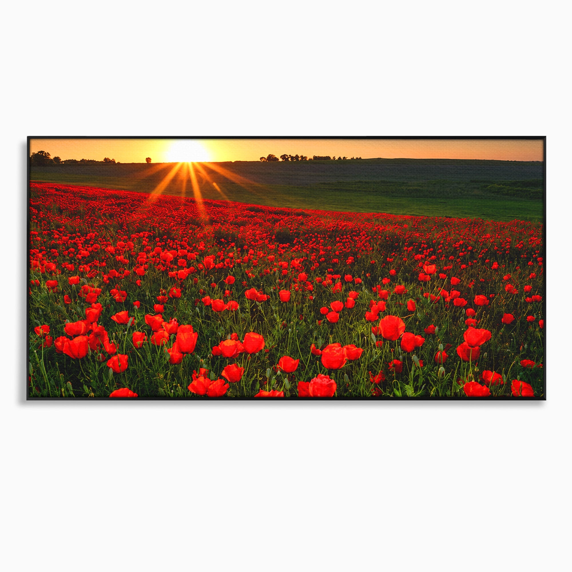 Tablou Canvas Premium LuxCanva® A1753, Camp De Maci La Apus, Maci, Apus, Natura, Peisaj, Romantic, Living, Culori Vibrante