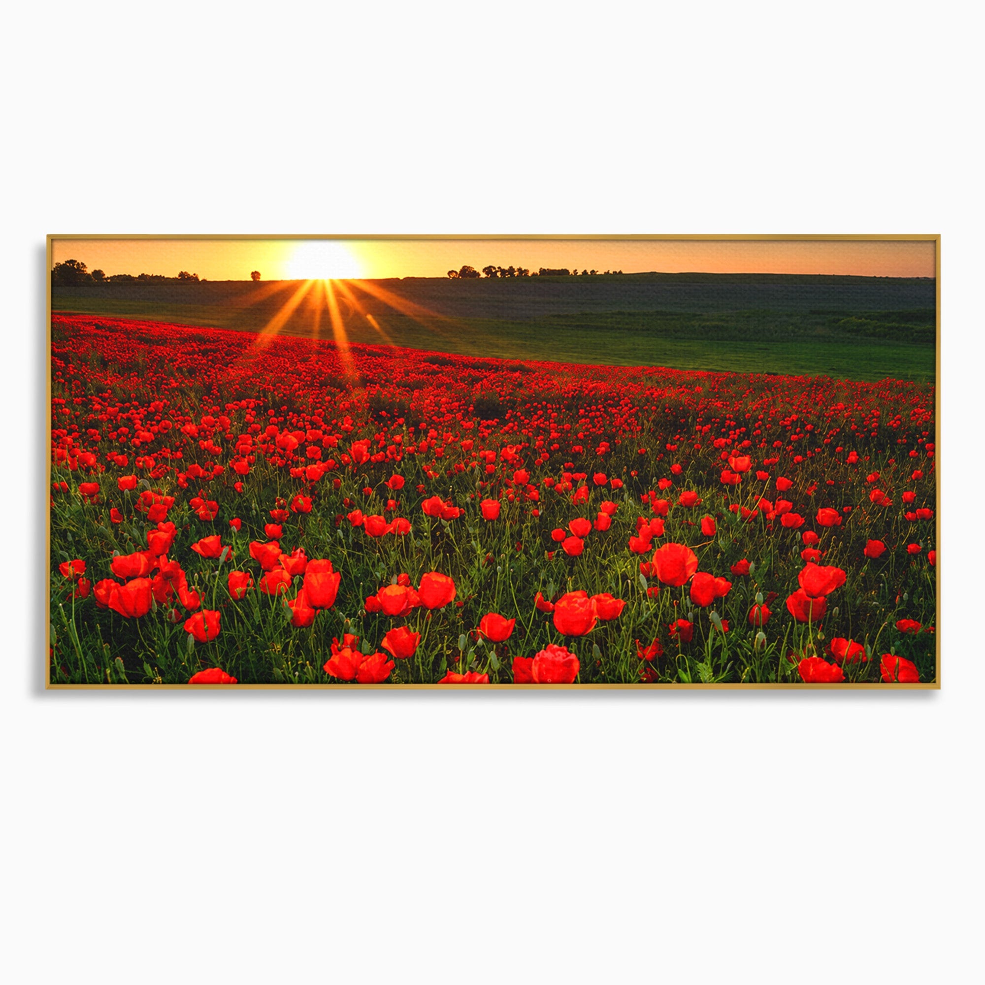 Tablou Canvas Premium LuxCanva® A1753, Camp De Maci La Apus, Maci, Apus, Natura, Peisaj, Romantic, Living, Culori Vibrante