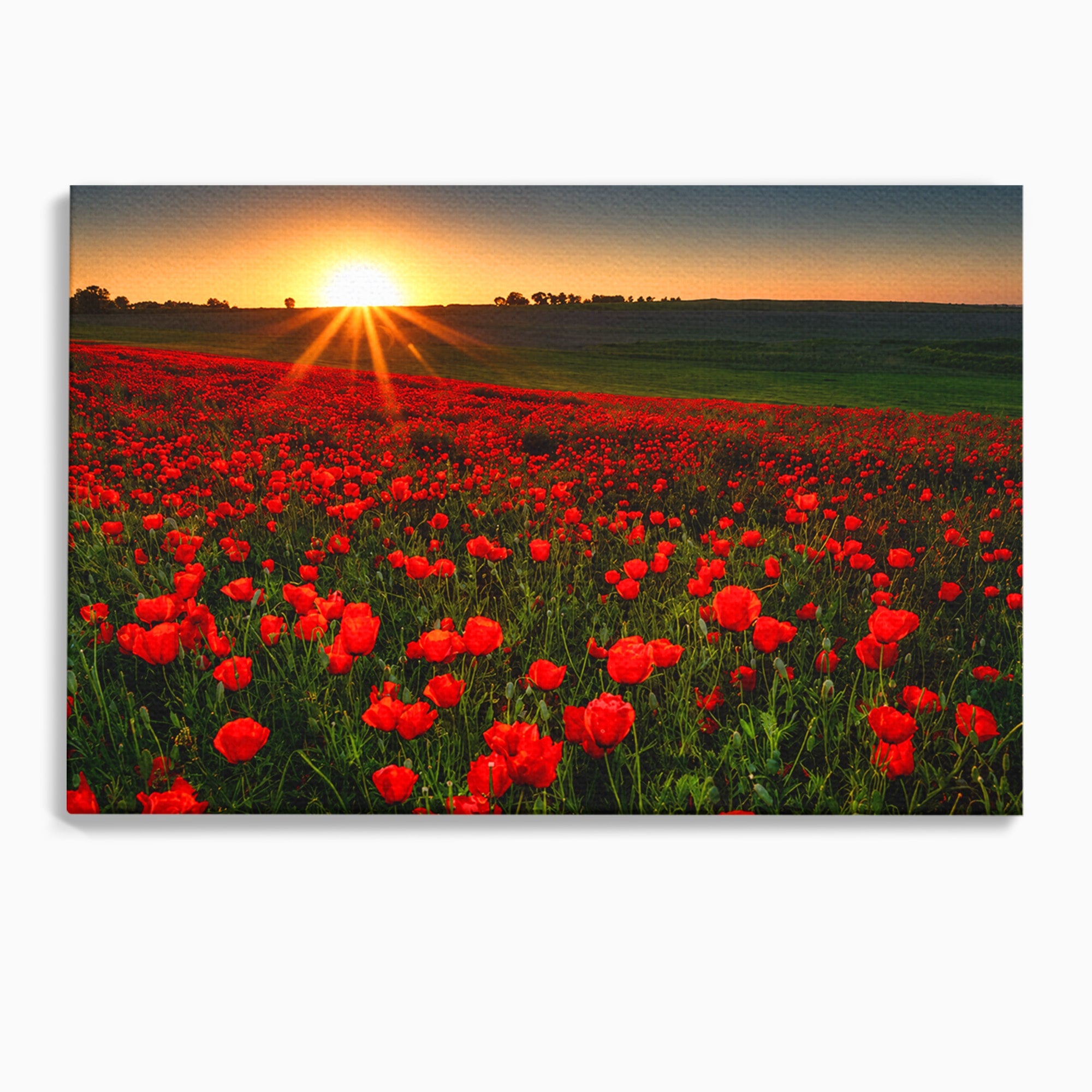 Tablou Canvas Premium LuxCanva® A1753, Camp De Maci La Apus, Maci, Apus, Natura, Peisaj, Romantic, Living, Culori Vibrante