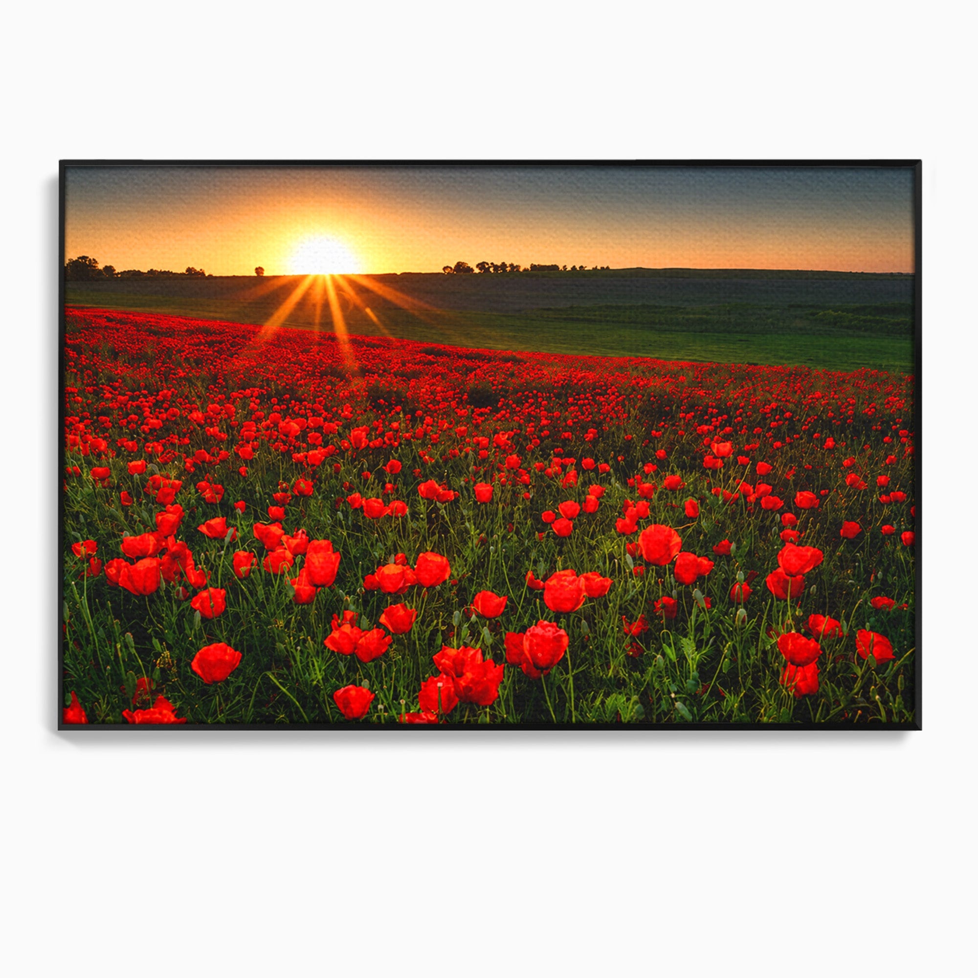 Tablou Canvas Premium LuxCanva® A1753, Camp De Maci La Apus, Maci, Apus, Natura, Peisaj, Romantic, Living, Culori Vibrante