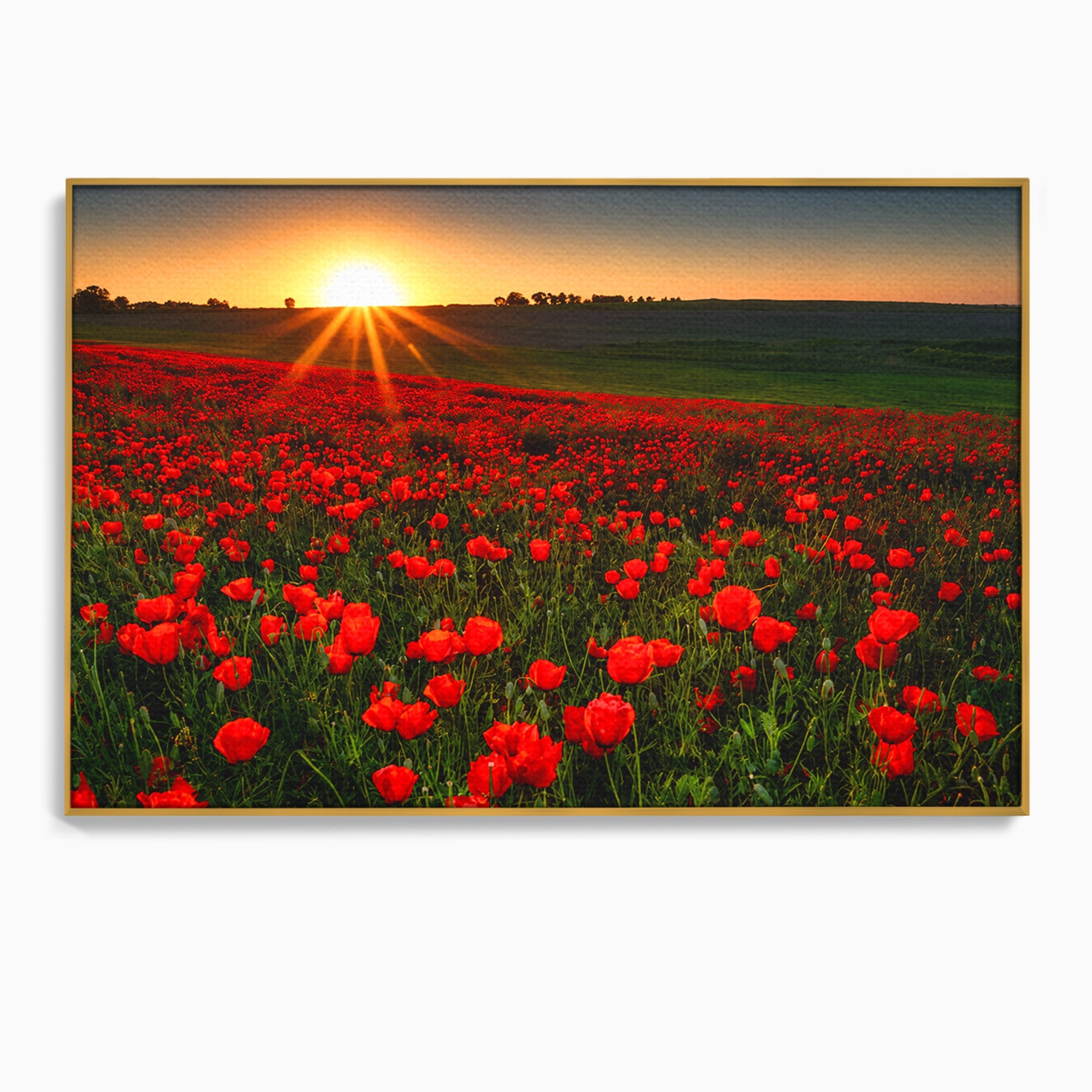Tablou Canvas Premium LuxCanva® A1753, Camp De Maci La Apus, Maci, Apus, Natura, Peisaj, Romantic, Living, Culori Vibrante