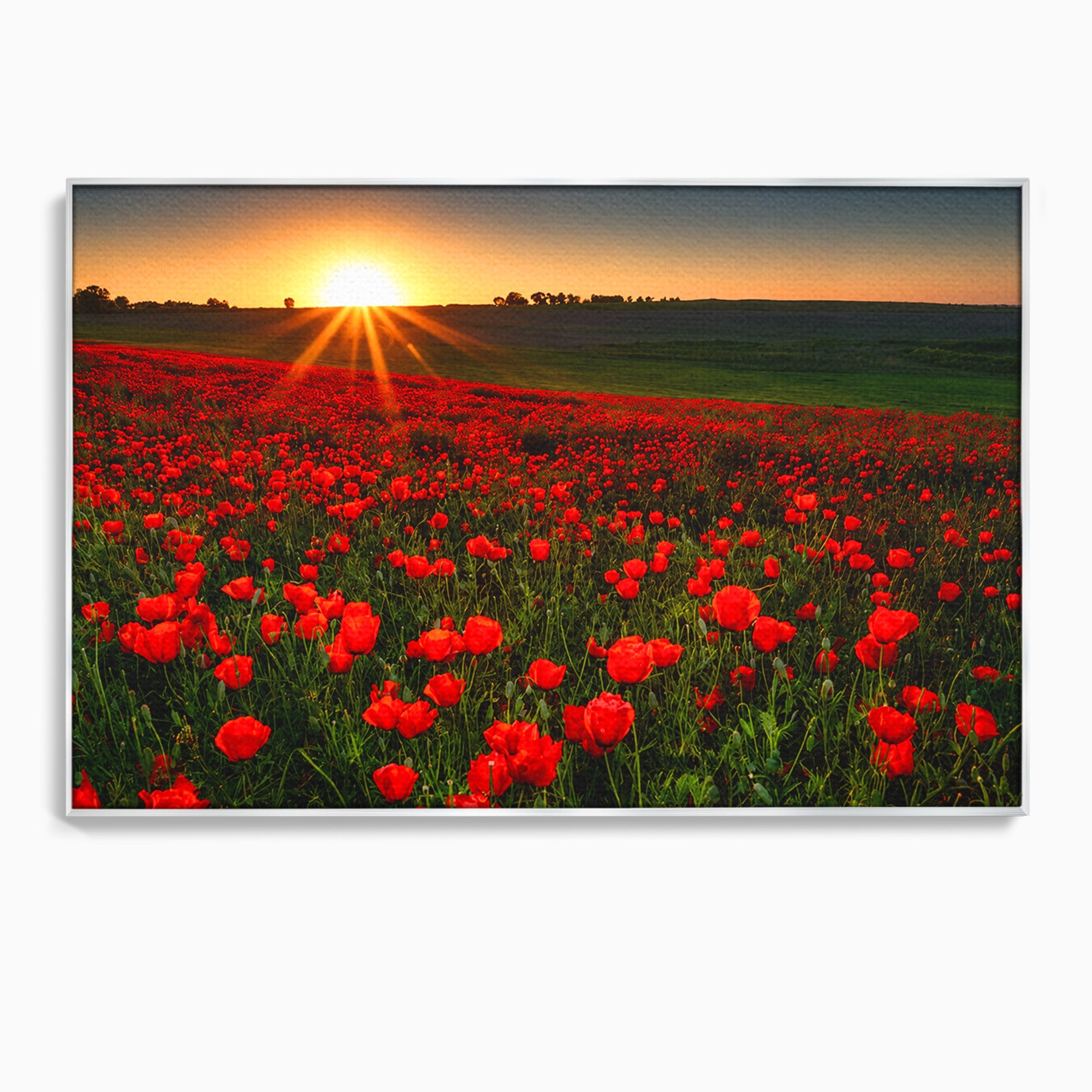 Tablou Canvas Premium LuxCanva® A1753, Camp De Maci La Apus, Maci, Apus, Natura, Peisaj, Romantic, Living, Culori Vibrante
