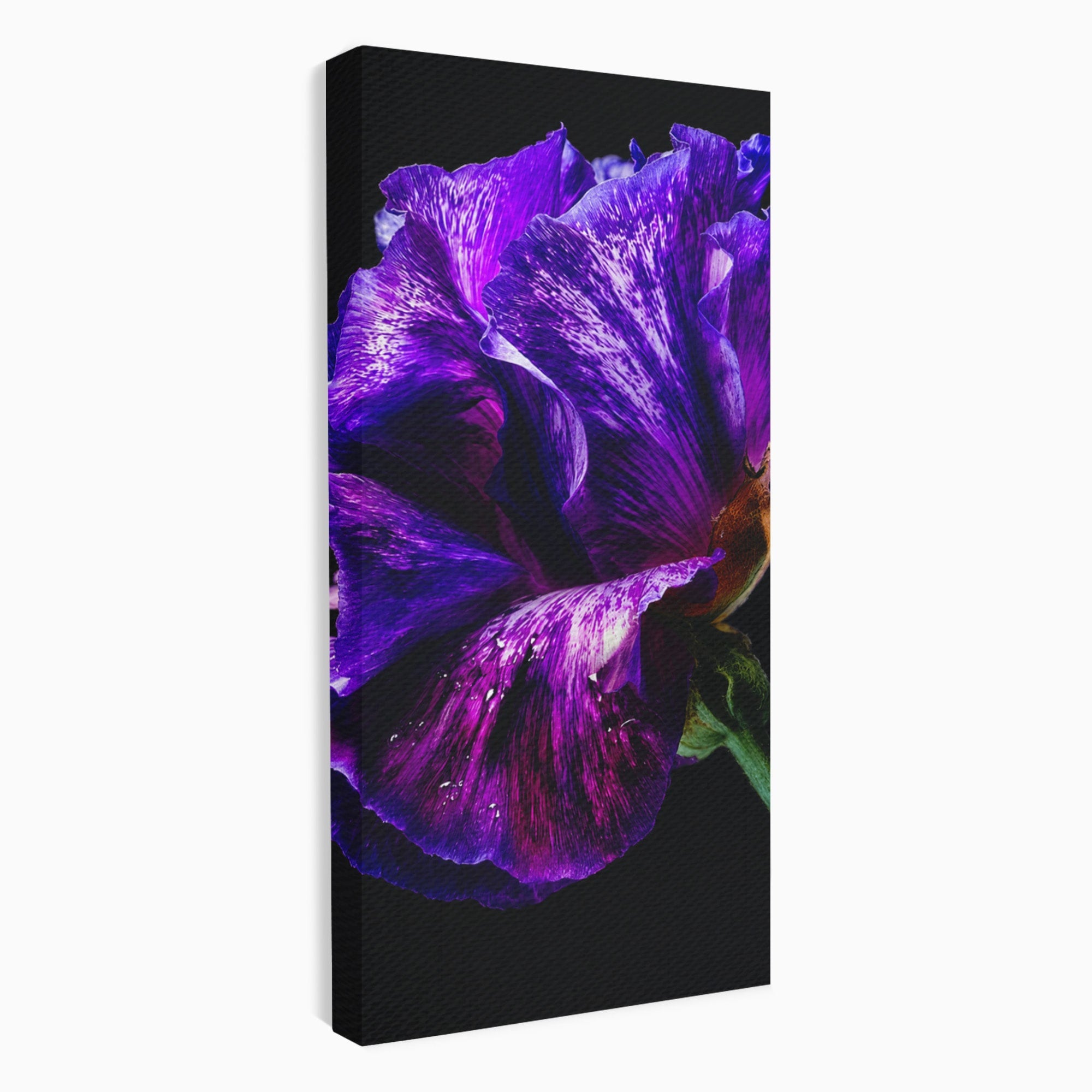Tablou Canvas Premium LuxCanva® A1786, Floare Violet Intunecata, Floare, Violet, Natura, Detaliu, Dormitor, Culori Vibrante