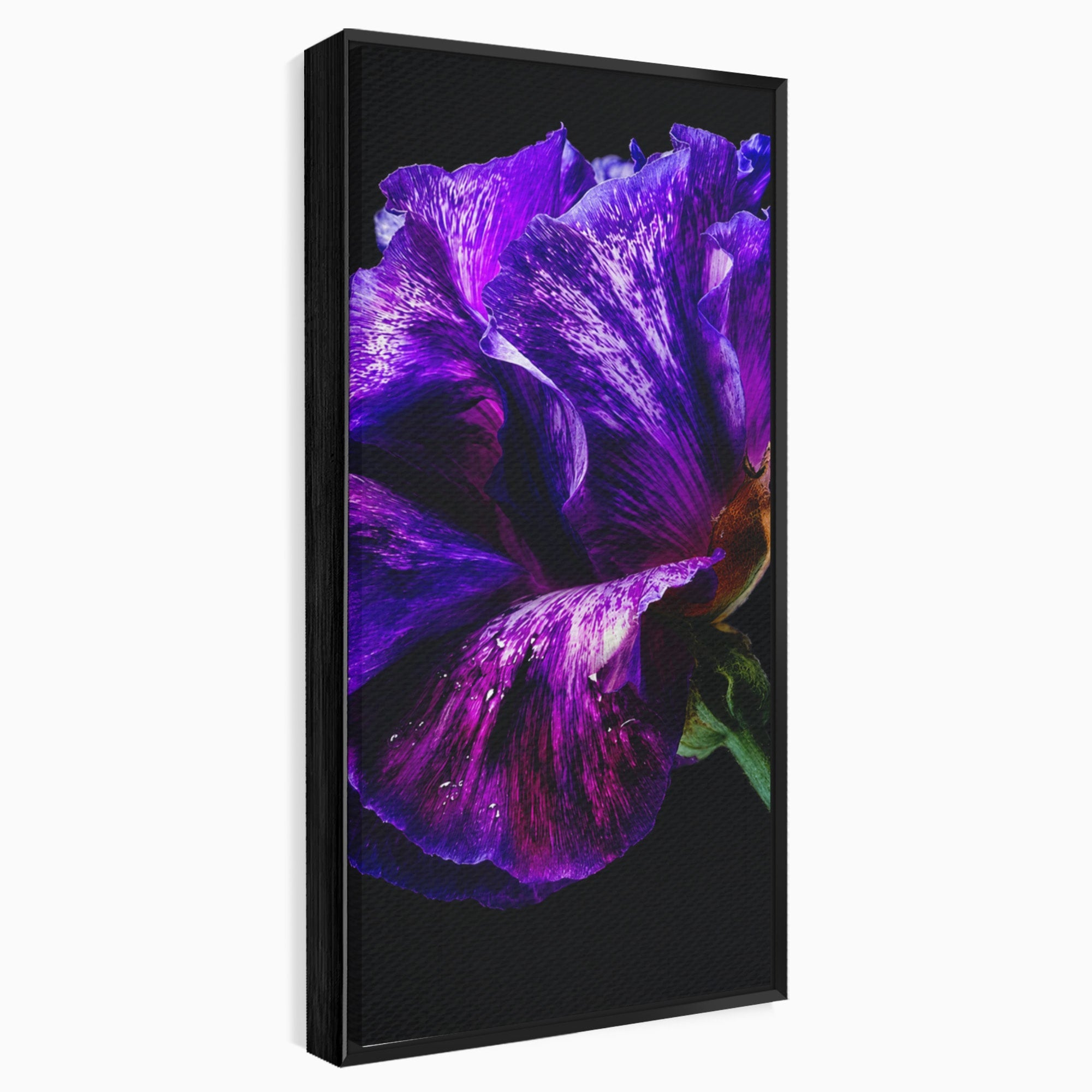Tablou Canvas Premium LuxCanva® A1786, Floare Violet Intunecata, Floare, Violet, Natura, Detaliu, Dormitor, Culori Vibrante