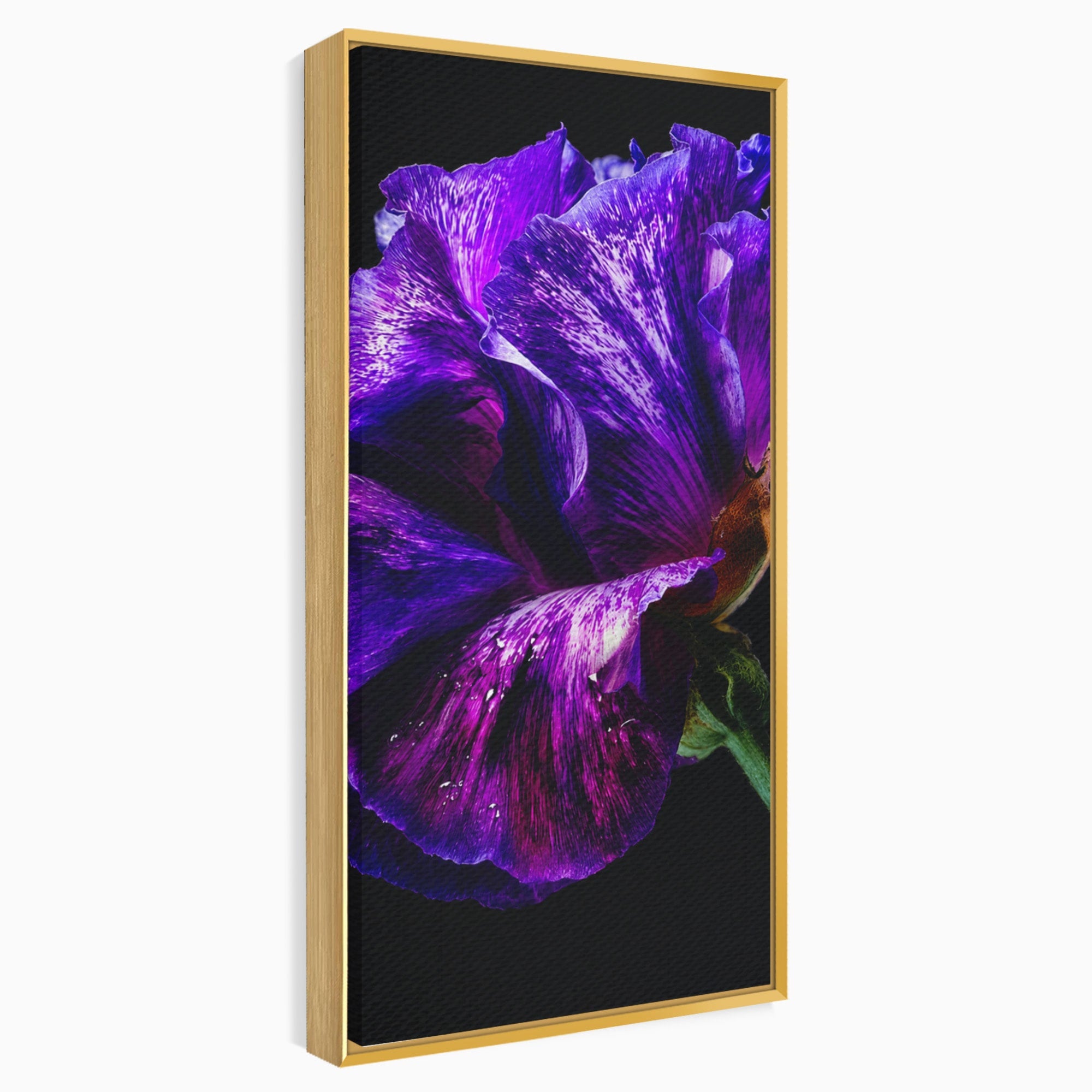 Tablou Canvas Premium LuxCanva® A1786, Floare Violet Intunecata, Floare, Violet, Natura, Detaliu, Dormitor, Culori Vibrante