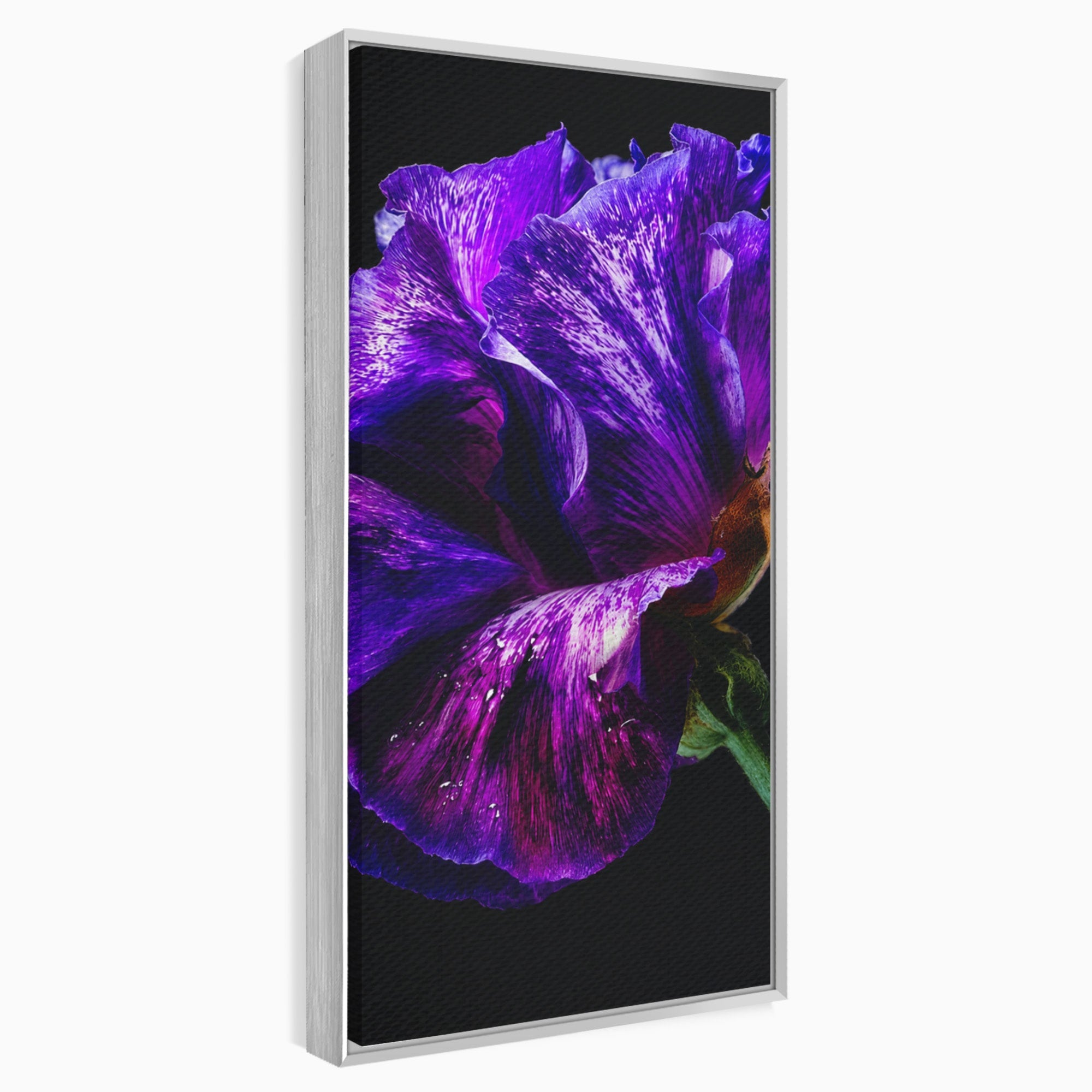 Tablou Canvas Premium LuxCanva® A1786, Floare Violet Intunecata, Floare, Violet, Natura, Detaliu, Dormitor, Culori Vibrante