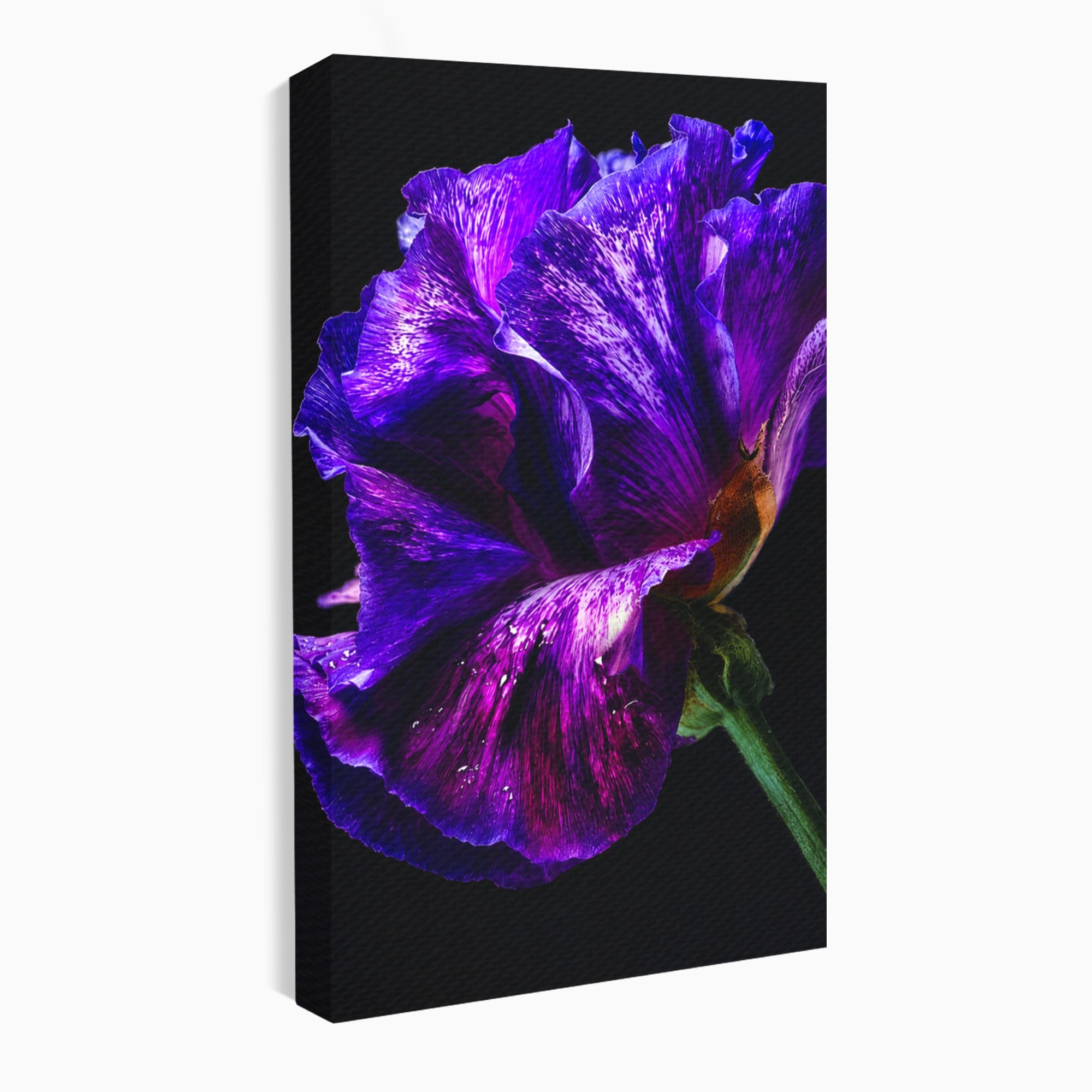 Tablou Canvas Premium LuxCanva® A1786, Floare Violet Intunecata, Floare, Violet, Natura, Detaliu, Dormitor, Culori Vibrante