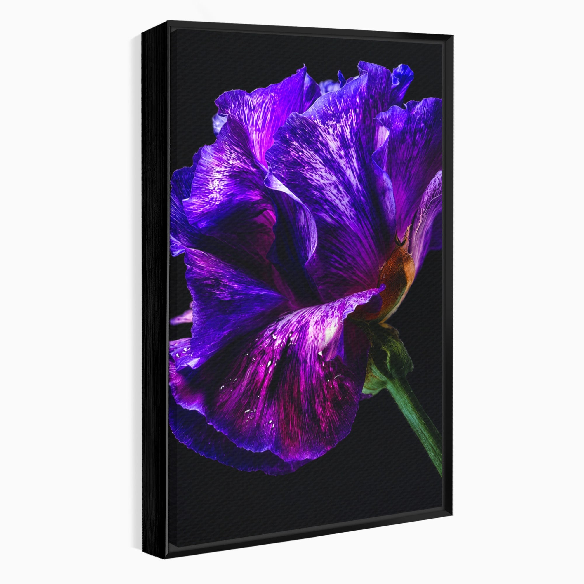 Tablou Canvas Premium LuxCanva® A1786, Floare Violet Intunecata, Floare, Violet, Natura, Detaliu, Dormitor, Culori Vibrante