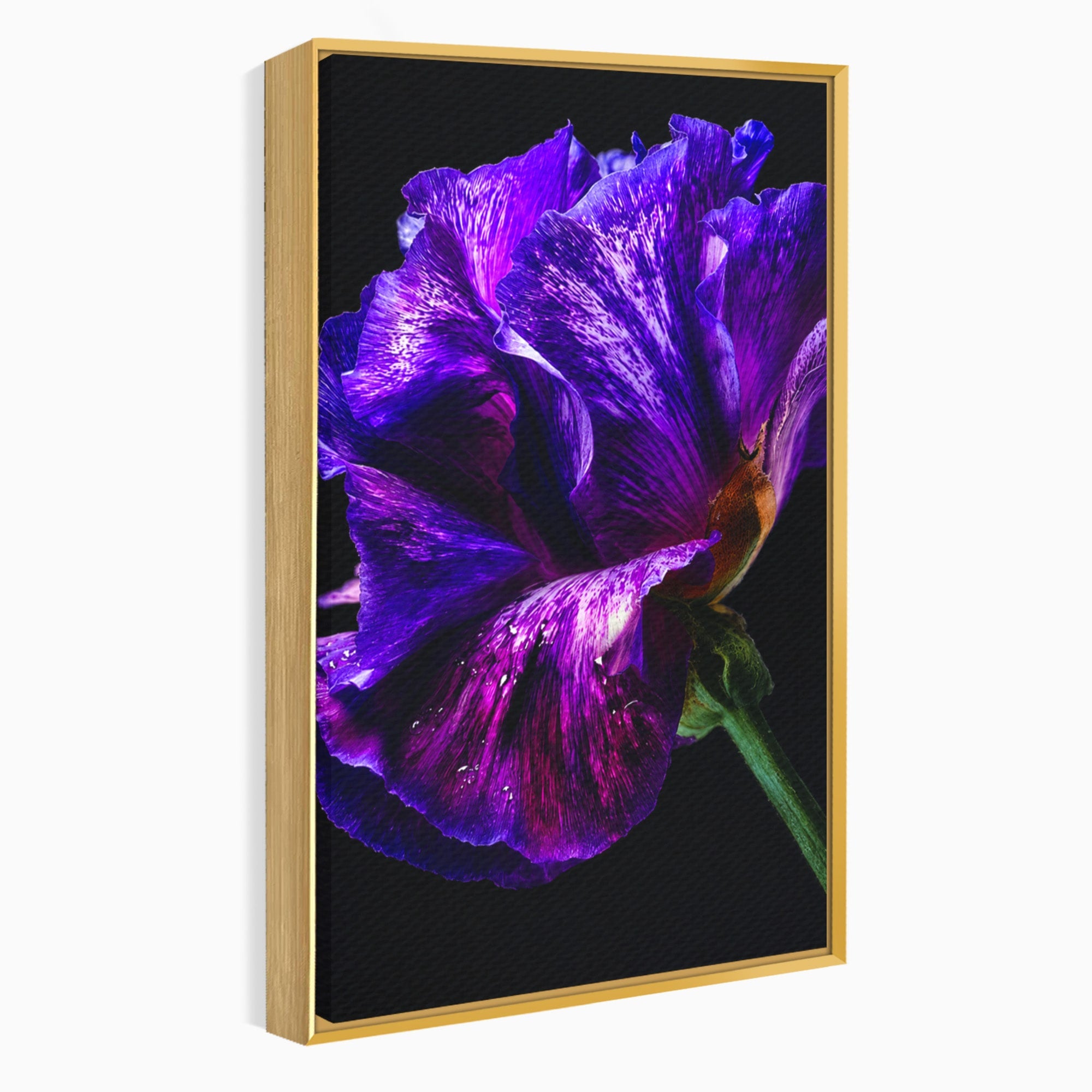 Tablou Canvas Premium LuxCanva® A1786, Floare Violet Intunecata, Floare, Violet, Natura, Detaliu, Dormitor, Culori Vibrante