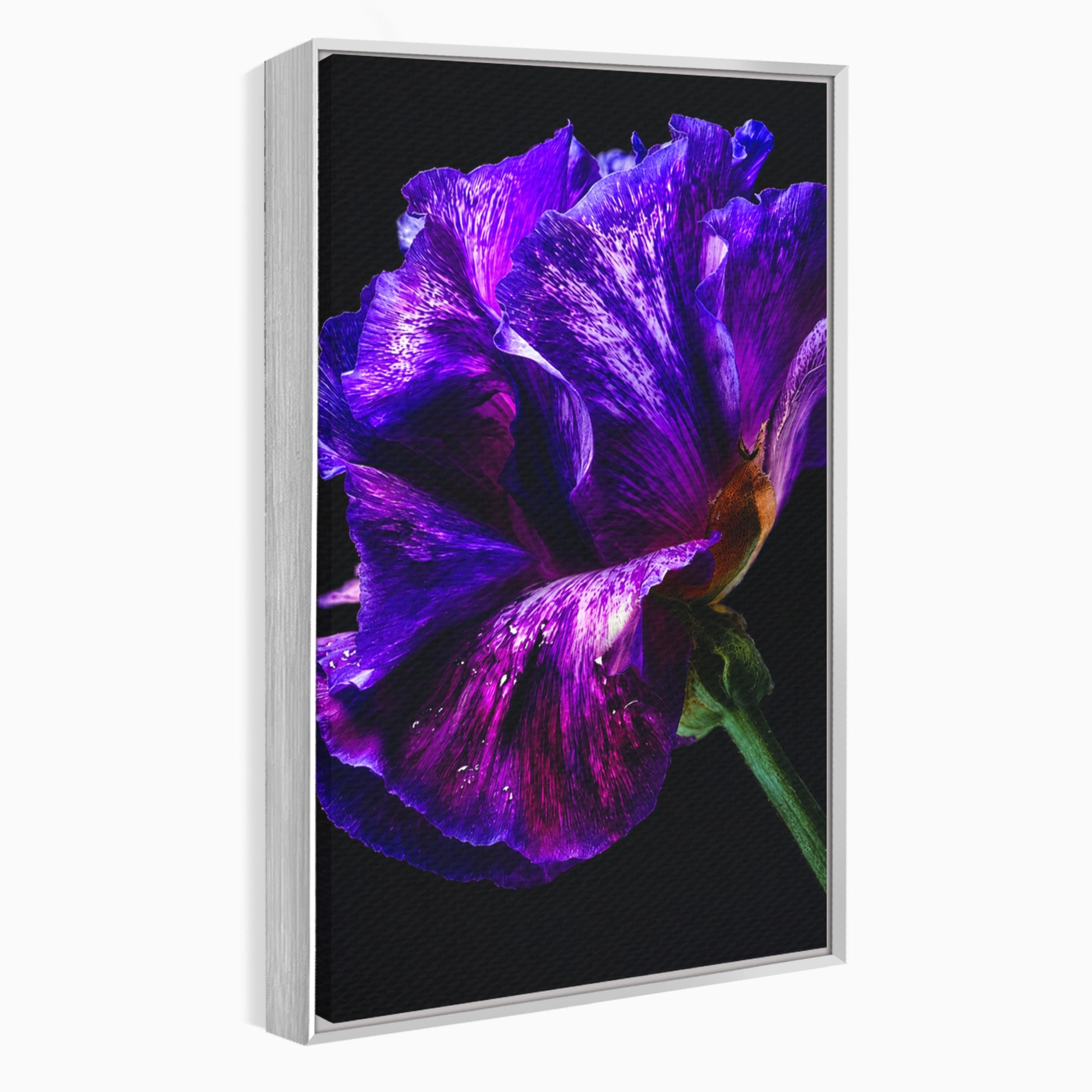 Tablou Canvas Premium LuxCanva® A1786, Floare Violet Intunecata, Floare, Violet, Natura, Detaliu, Dormitor, Culori Vibrante