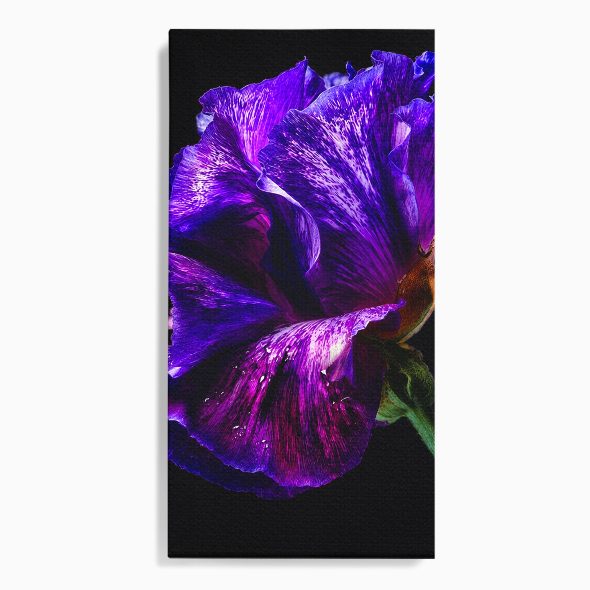 Tablou Canvas Premium LuxCanva® A1786, Floare Violet Intunecata, Floare, Violet, Natura, Detaliu, Dormitor, Culori Vibrante