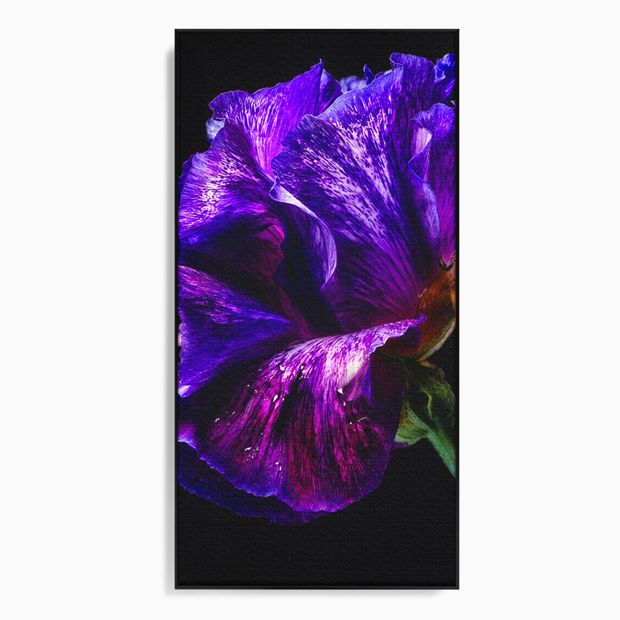 Tablou Canvas Premium LuxCanva® A1786, Floare Violet Intunecata, Floare, Violet, Natura, Detaliu, Dormitor, Culori Vibrante
