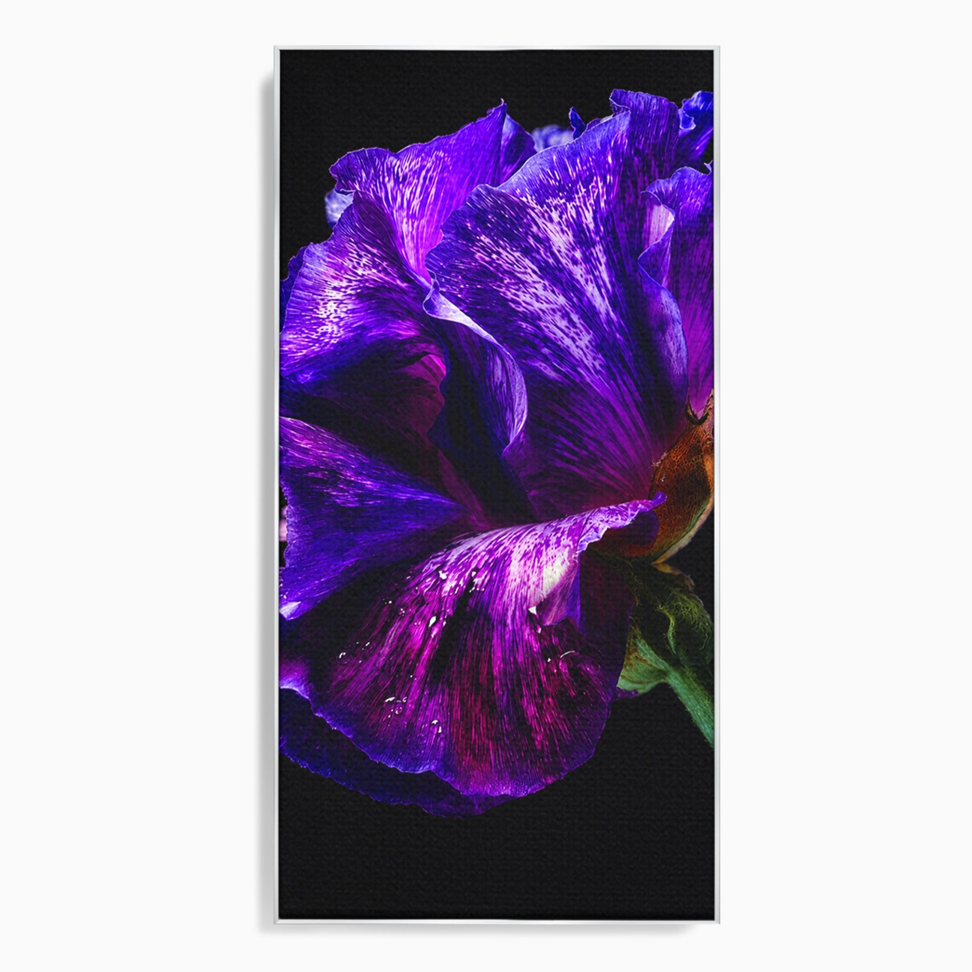 Tablou Canvas Premium LuxCanva® A1786, Floare Violet Intunecata, Floare, Violet, Natura, Detaliu, Dormitor, Culori Vibrante