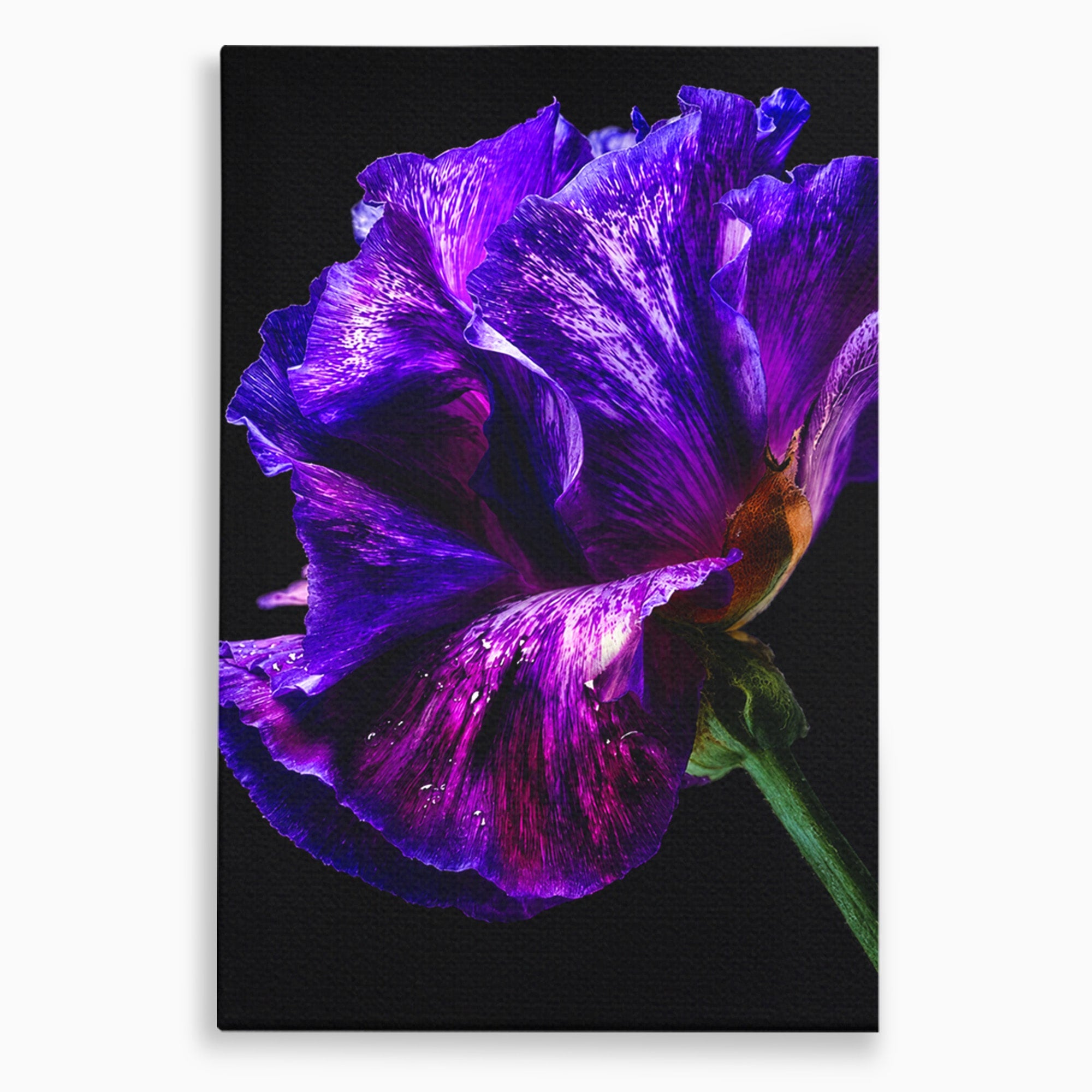 Tablou Canvas Premium LuxCanva® A1786, Floare Violet Intunecata, Floare, Violet, Natura, Detaliu, Dormitor, Culori Vibrante