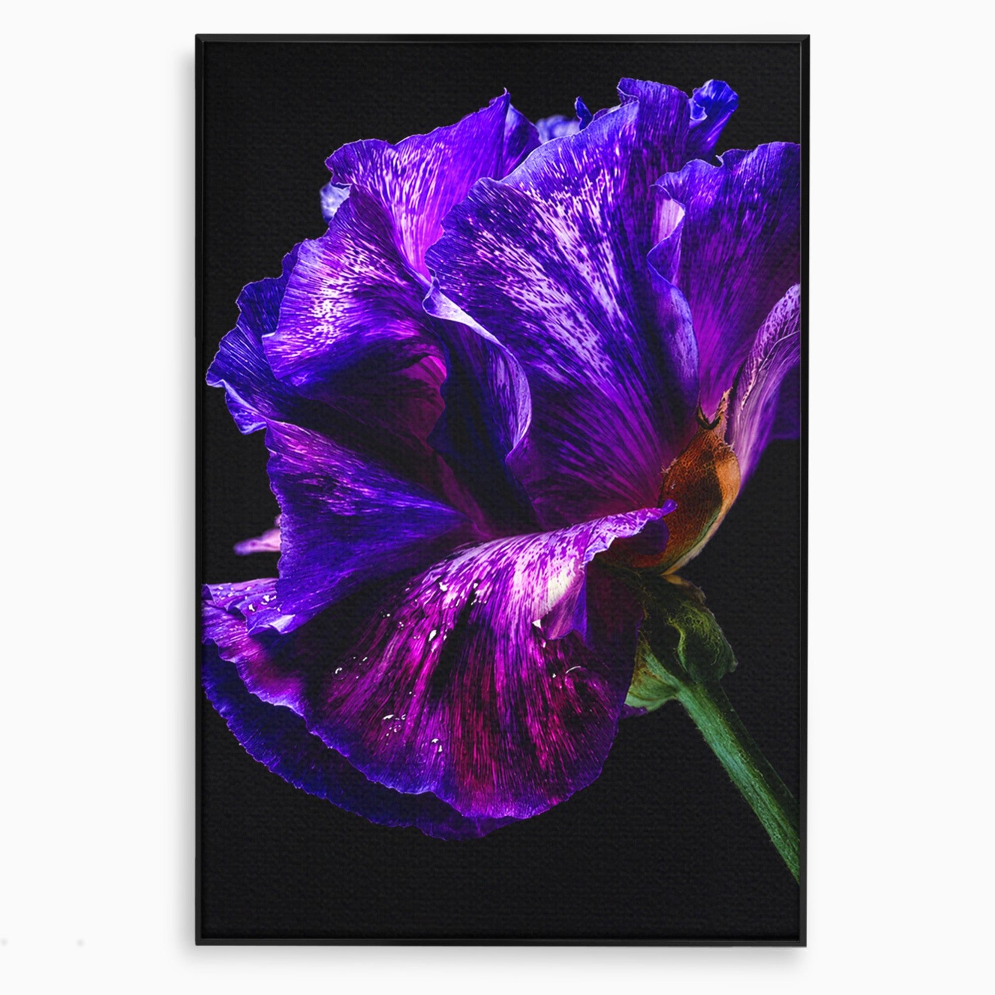 Tablou Canvas Premium LuxCanva® A1786, Floare Violet Intunecata, Floare, Violet, Natura, Detaliu, Dormitor, Culori Vibrante