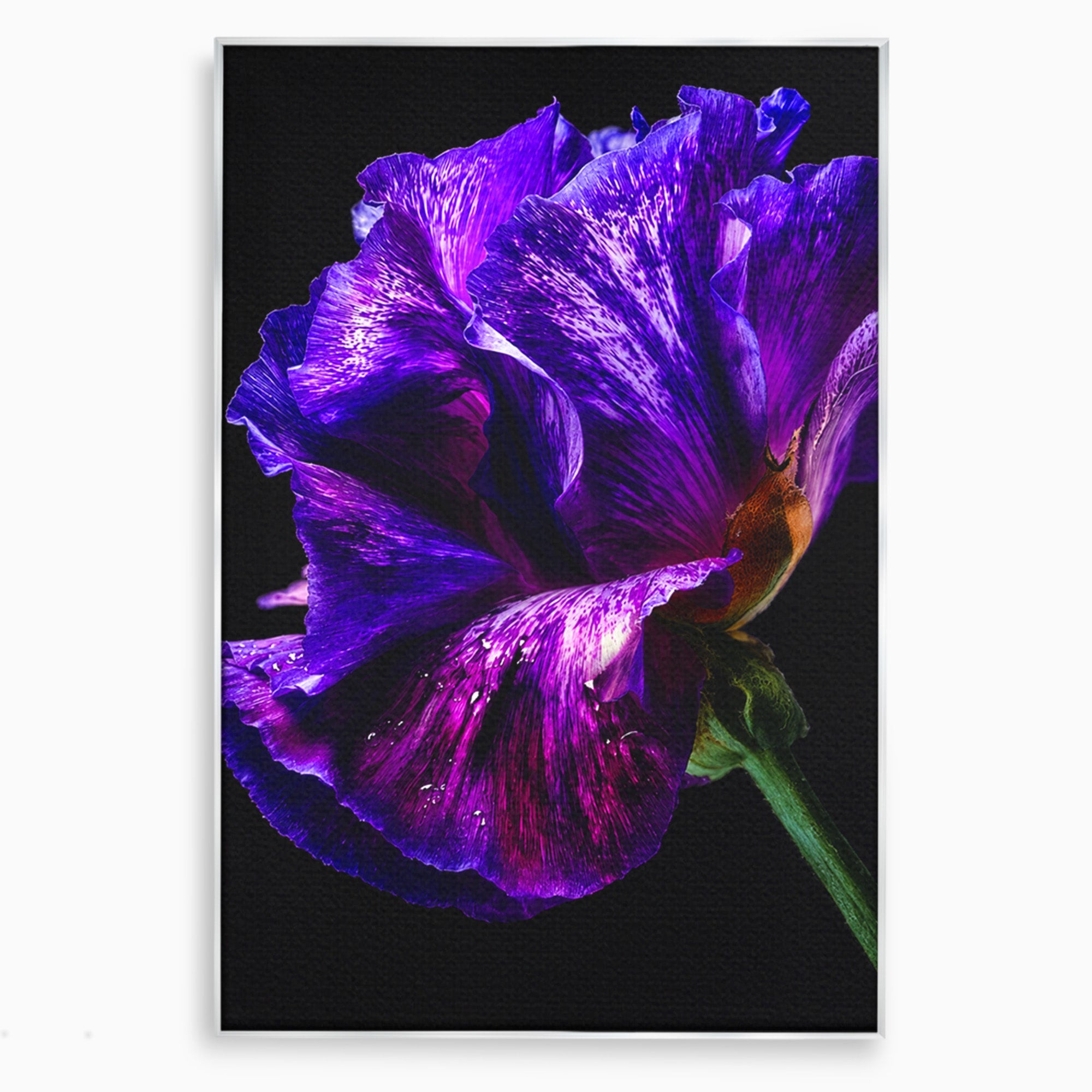 Tablou Canvas Premium LuxCanva® A1786, Floare Violet Intunecata, Floare, Violet, Natura, Detaliu, Dormitor, Culori Vibrante