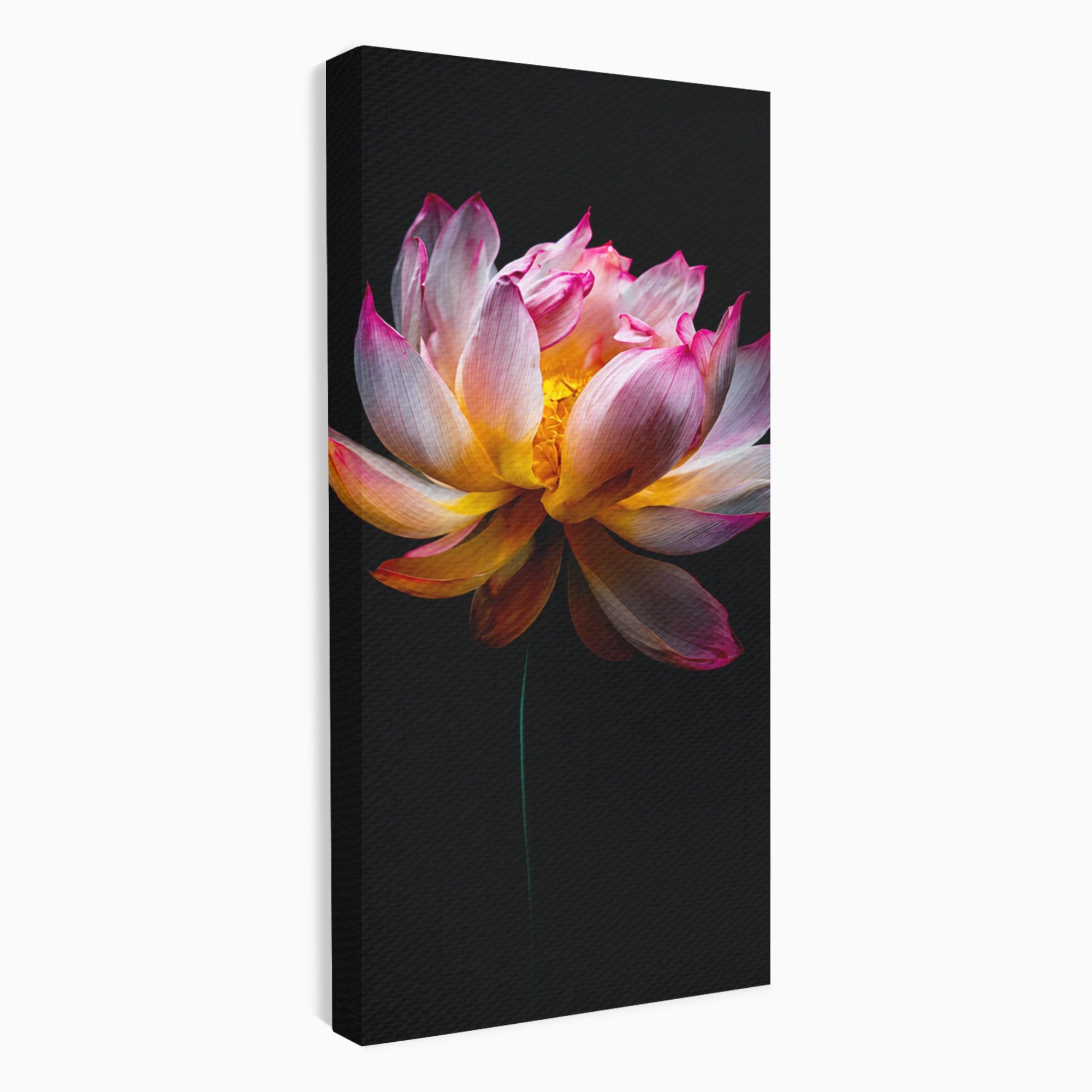 Tablou Canvas Premium LuxCanva® A1806, Splendoare Nocturnă, Lotus, Floare, Natura, Eleganta, Dormitor, Living, Culori Vibrante