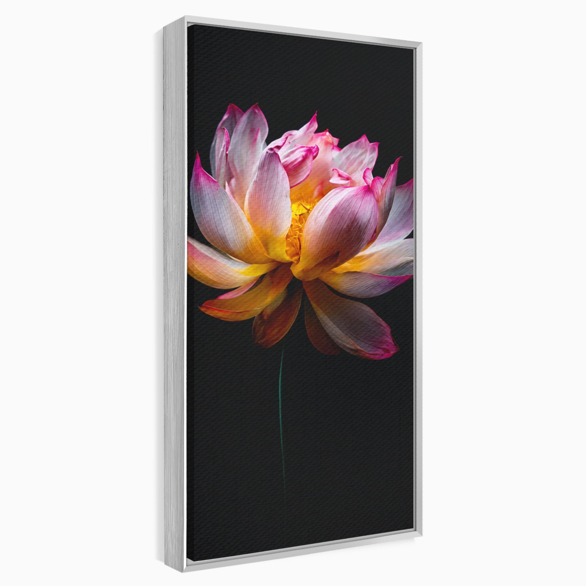 Tablou Canvas Premium LuxCanva® A1806, Splendoare Nocturnă, Lotus, Floare, Natura, Eleganta, Dormitor, Living, Culori Vibrante