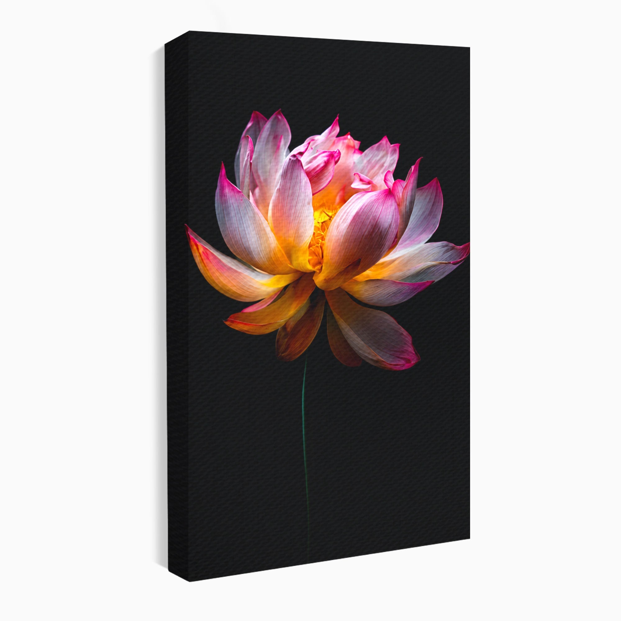 Tablou Canvas Premium LuxCanva® A1806, Splendoare Nocturnă, Lotus, Floare, Natura, Eleganta, Dormitor, Living, Culori Vibrante