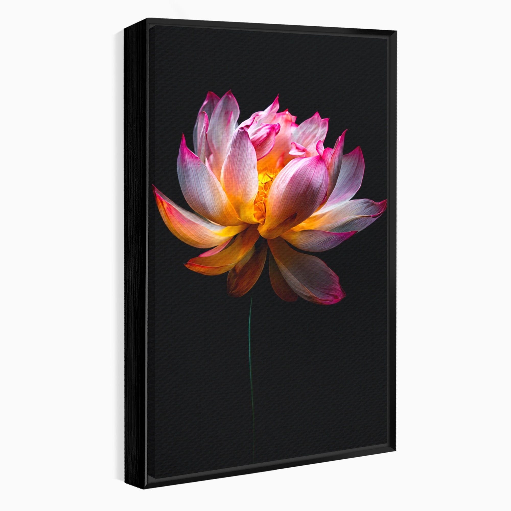 Tablou Canvas Premium LuxCanva® A1806, Splendoare Nocturnă, Lotus, Floare, Natura, Eleganta, Dormitor, Living, Culori Vibrante
