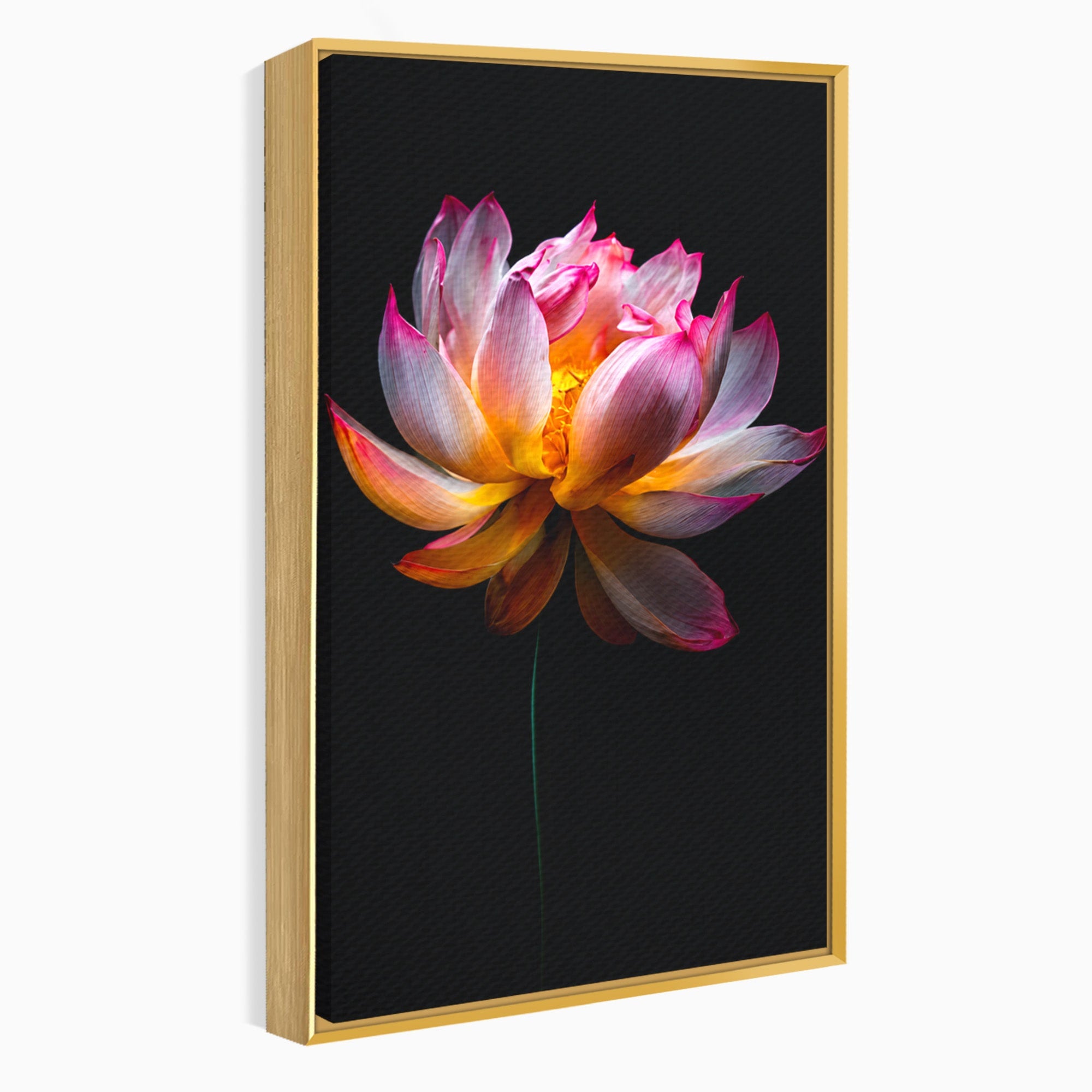 Tablou Canvas Premium LuxCanva® A1806, Splendoare Nocturnă, Lotus, Floare, Natura, Eleganta, Dormitor, Living, Culori Vibrante