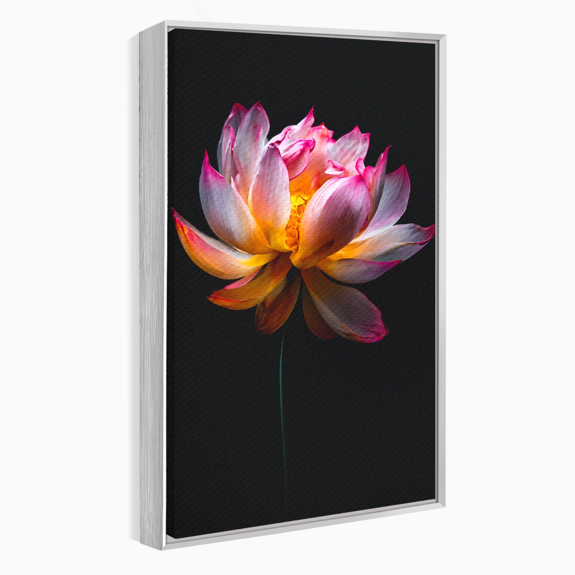 Tablou Canvas Premium LuxCanva® A1806, Splendoare Nocturnă, Lotus, Floare, Natura, Eleganta, Dormitor, Living, Culori Vibrante
