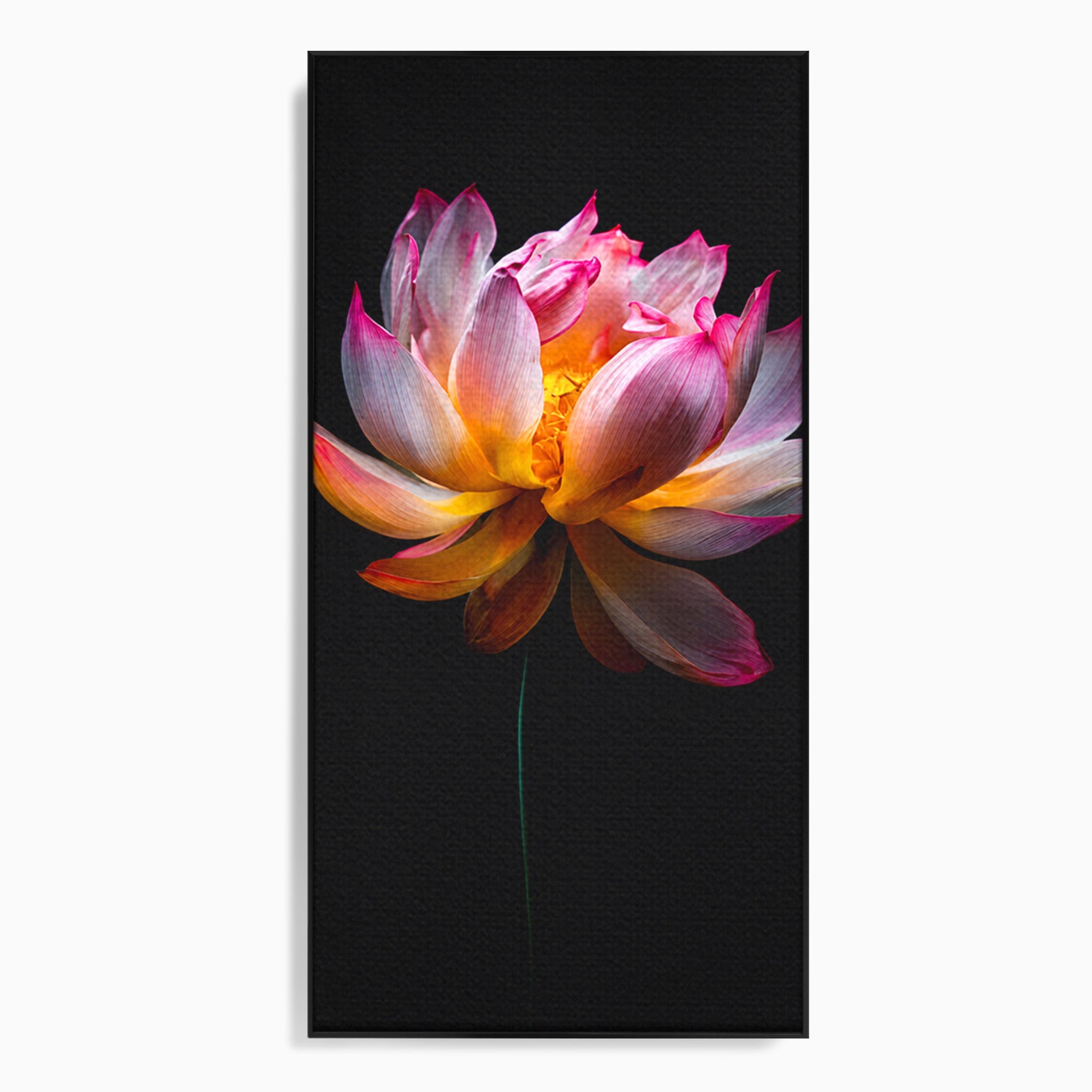 Tablou Canvas Premium LuxCanva® A1806, Splendoare Nocturnă, Lotus, Floare, Natura, Eleganta, Dormitor, Living, Culori Vibrante