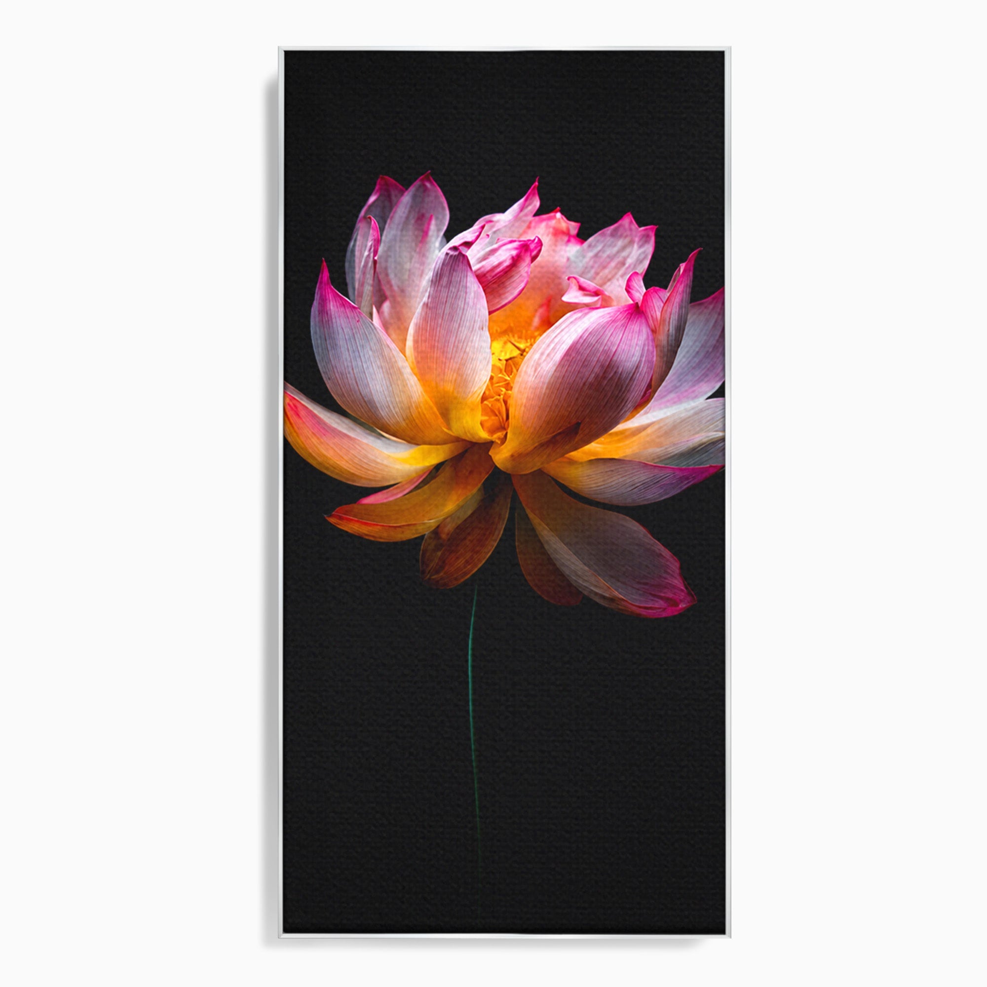 Tablou Canvas Premium LuxCanva® A1806, Splendoare Nocturnă, Lotus, Floare, Natura, Eleganta, Dormitor, Living, Culori Vibrante