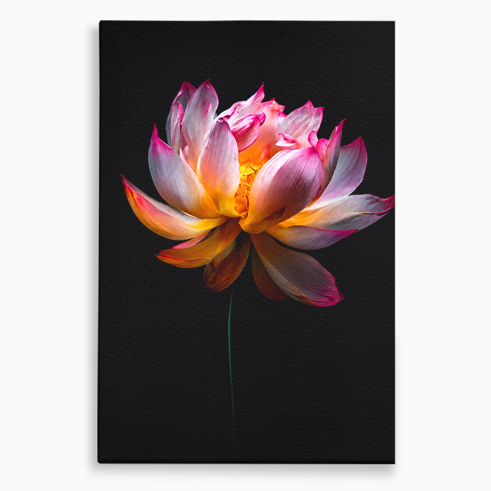 Tablou Canvas Premium LuxCanva® A1806, Splendoare Nocturnă, Lotus, Floare, Natura, Eleganta, Dormitor, Living, Culori Vibrante