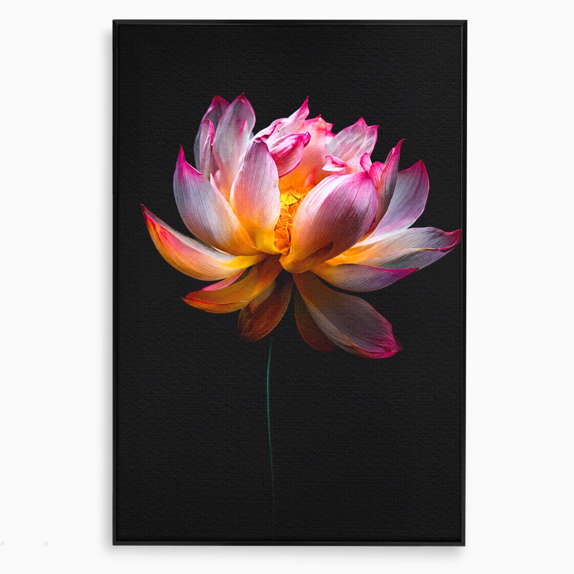 Tablou Canvas Premium LuxCanva® A1806, Splendoare Nocturnă, Lotus, Floare, Natura, Eleganta, Dormitor, Living, Culori Vibrante