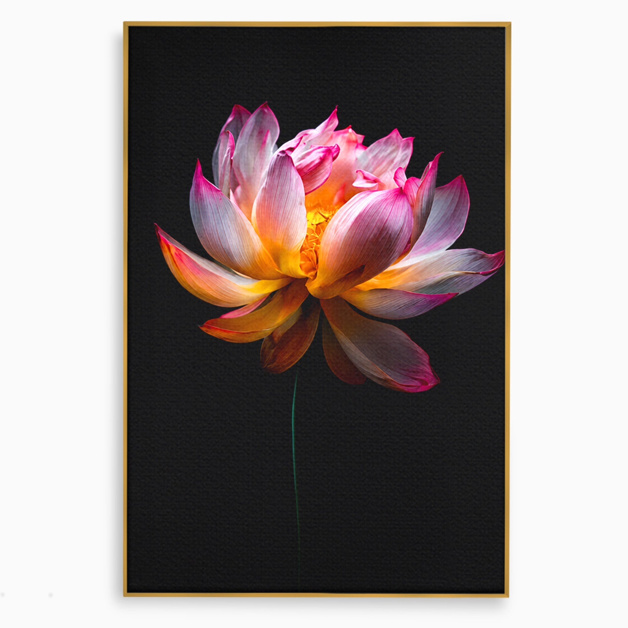 Tablou Canvas Premium LuxCanva® A1806, Splendoare Nocturnă, Lotus, Floare, Natura, Eleganta, Dormitor, Living, Culori Vibrante