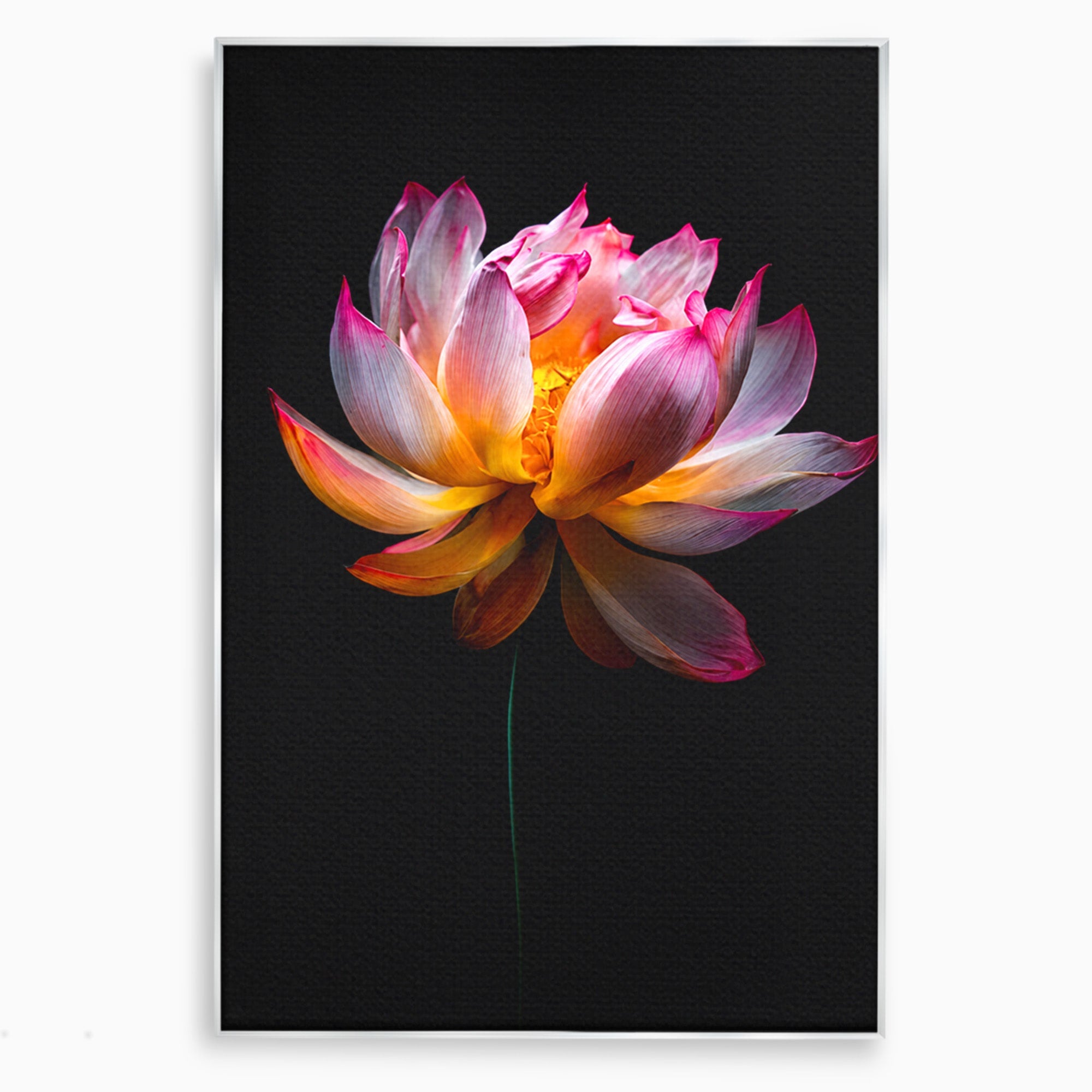 Tablou Canvas Premium LuxCanva® A1806, Splendoare Nocturnă, Lotus, Floare, Natura, Eleganta, Dormitor, Living, Culori Vibrante