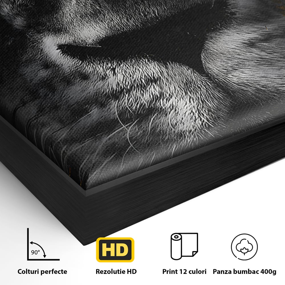Tablou Canvas Premium LuxCanva® B1089, Frumusetea Leului Cu Ochi Albastrii , Birou, Leu, Rege, Savana, Living, Albastru, Negru, Auriu